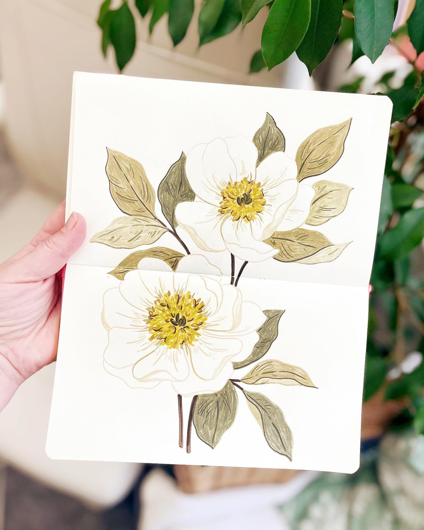 Day 6/100 of The 100 Day Project ✍🏻 white peonies from Chelsea Flower show in 2023 🌸 @dothe100dayproject