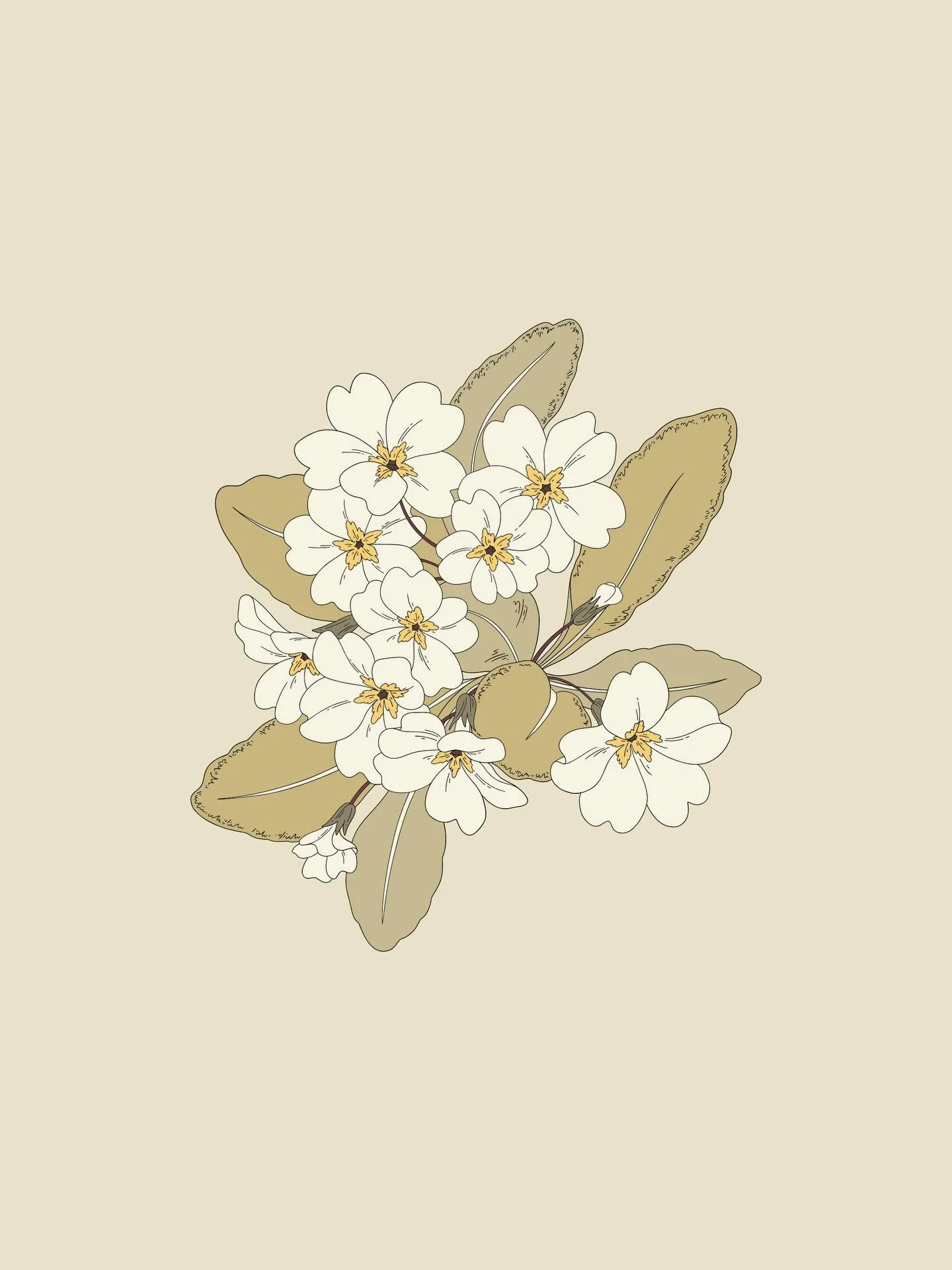 Working on a new &lsquo;Spring Garden&rsquo; collection for @creativemarket 🌸 Including my current favourites, Primroses and Hellebores ✍🏻