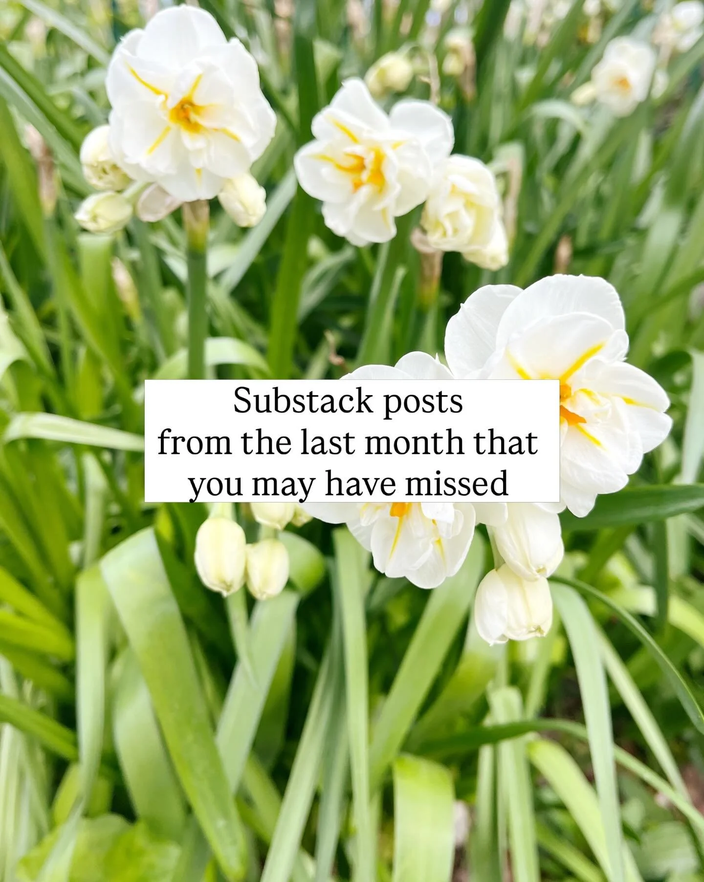 A little roundup of the posts from the last month over at petalandpencil.substack.com ✍🏻