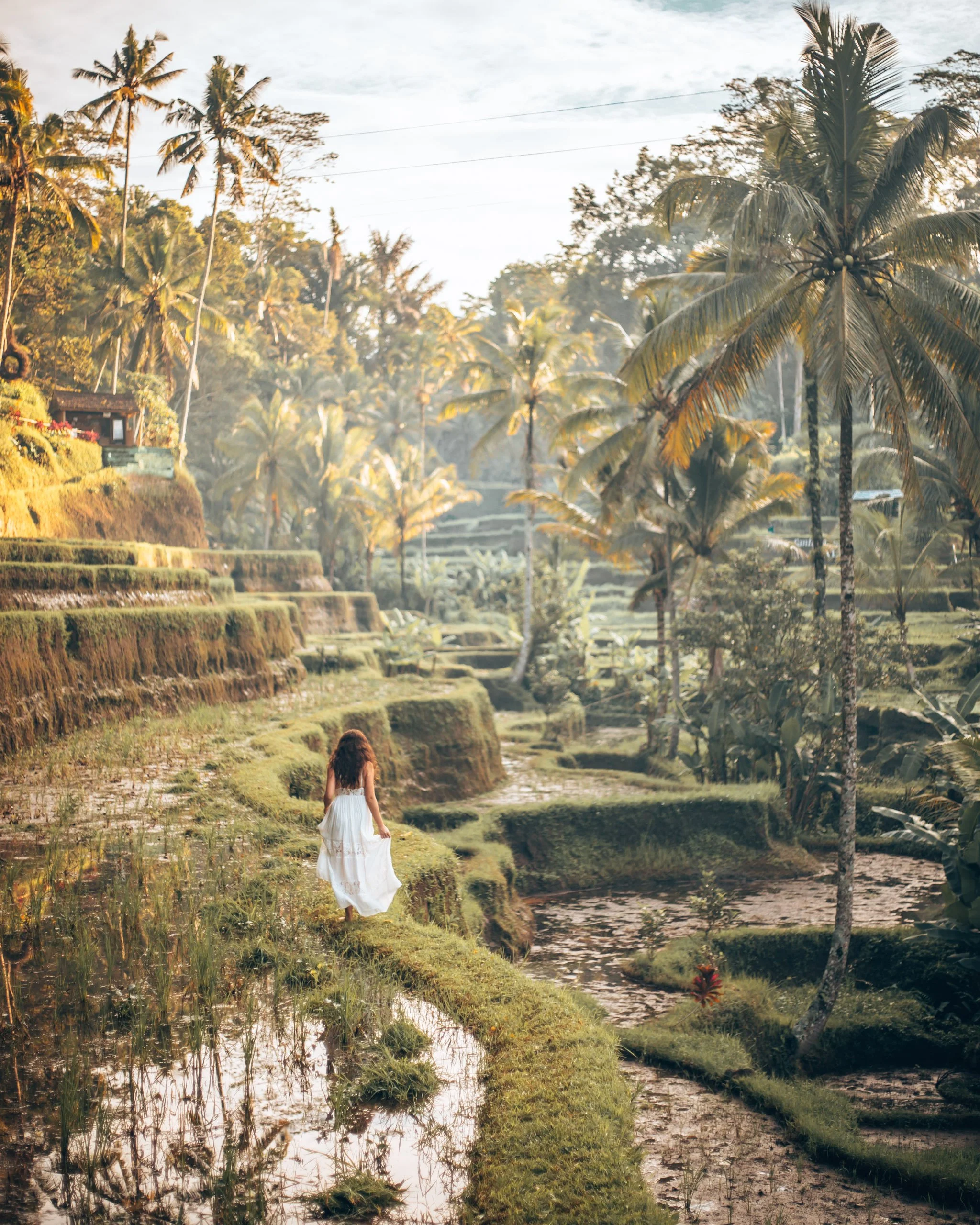A woman in a white dress walking along a narrow path beside a water-filled terraced rice field, surrounded by lush greenery and tall palm trees on a sunny day.