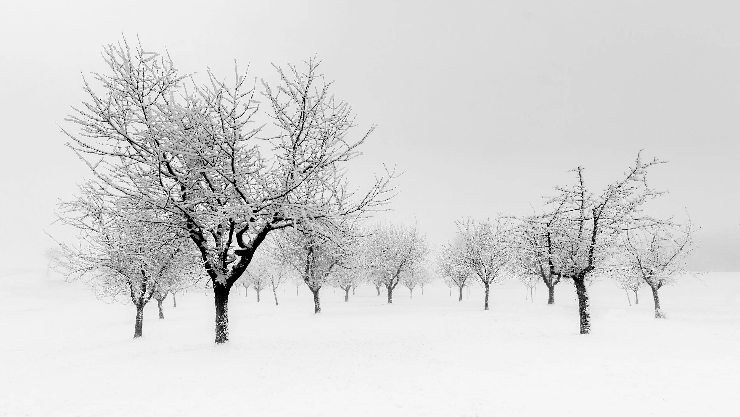 Winter trees