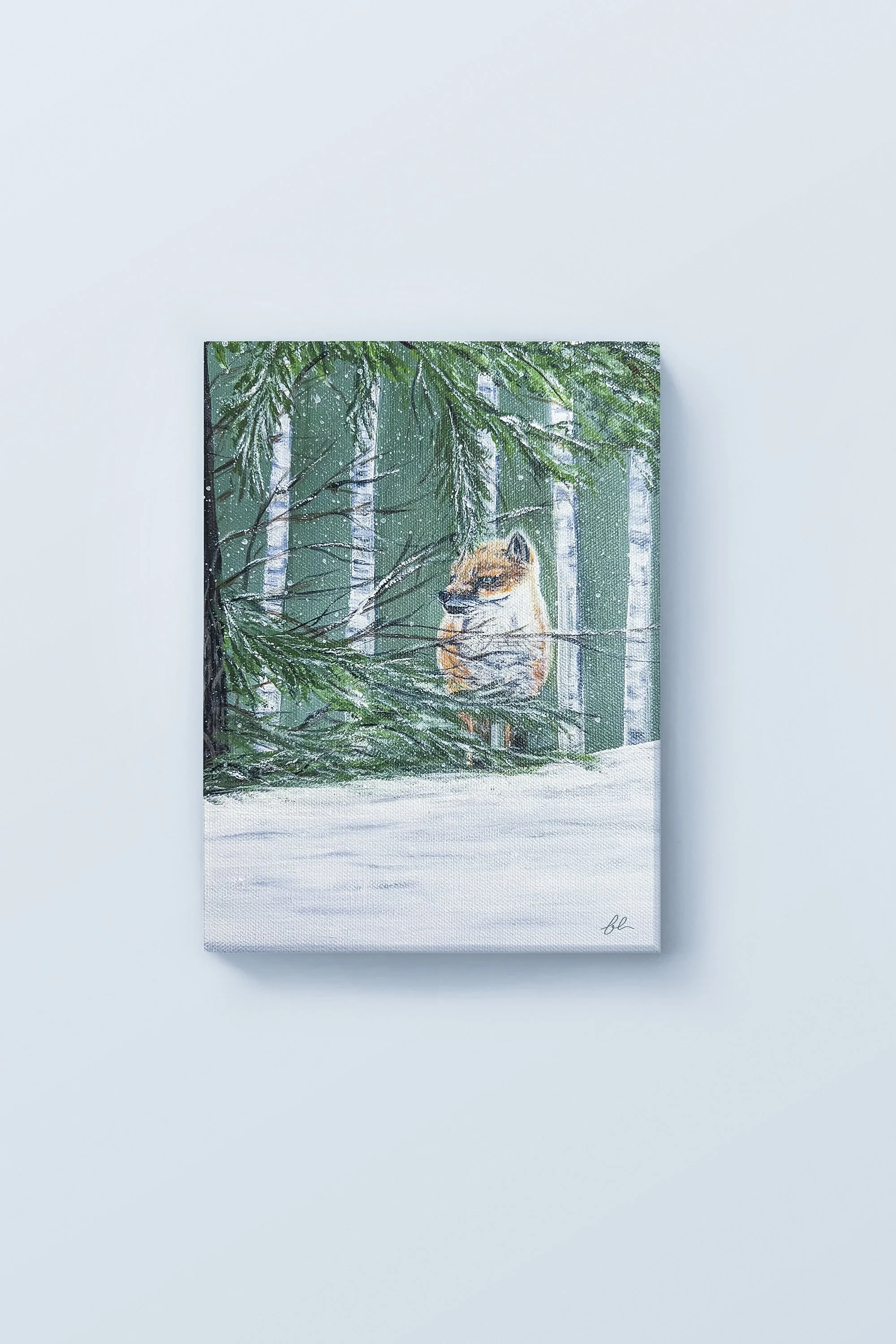 Hidden among snow-covered evergreens and slender birch trees, a watchful Red Fox pauses quietly in the winter forest. “Winter’s Secret” captures the quiet mystery of nature in the colder months, where snowfall softens the landscape and wildlife moves