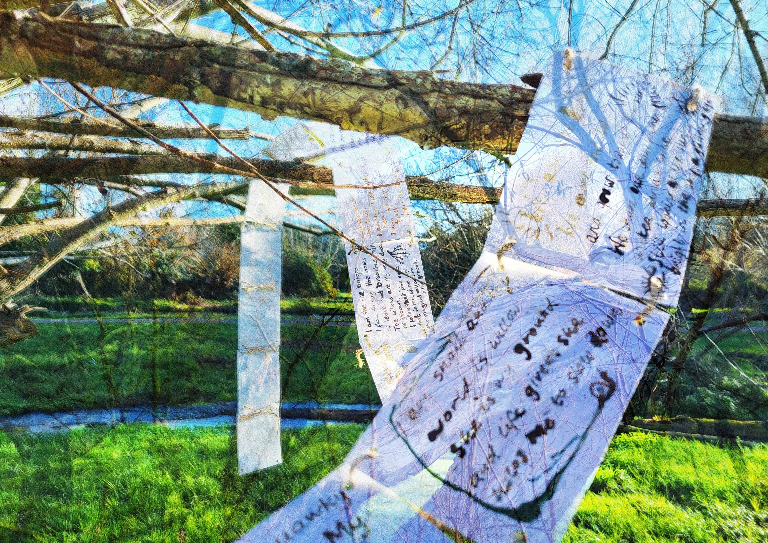 Weaving Words with Willows