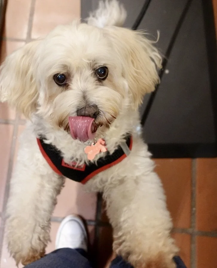 Bring your dog in for a treat!