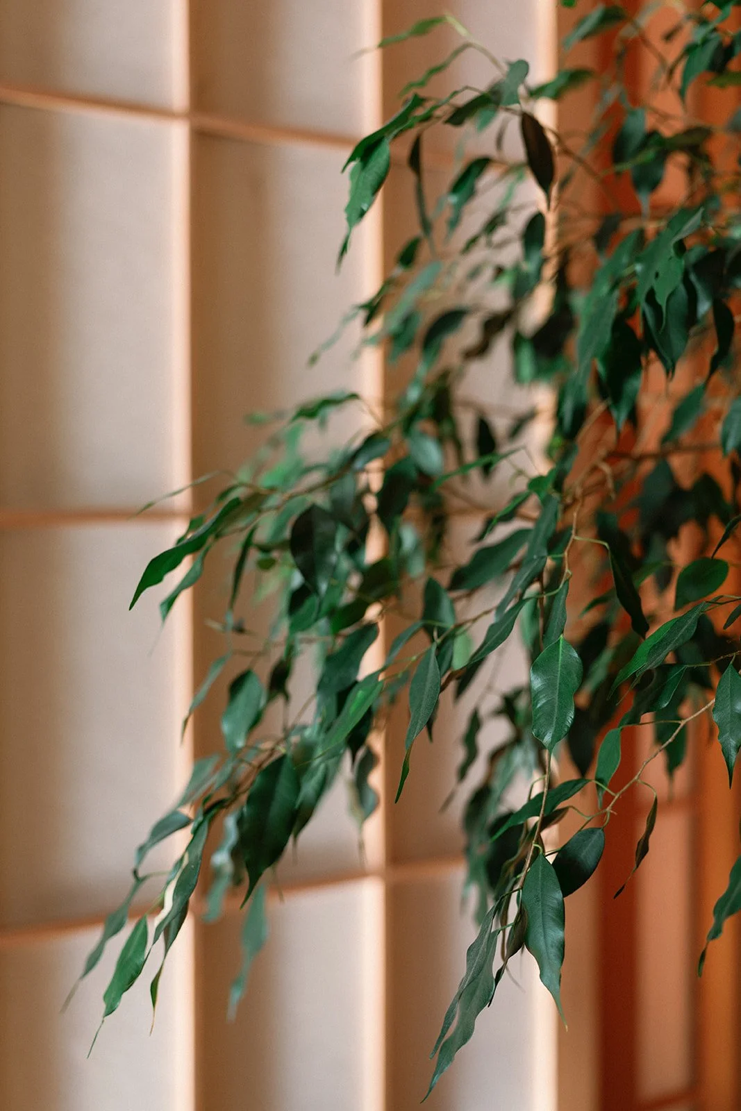 A close-up of leafy green plant with a blurred background that includes a beige grid-patterned wall and wooden panel.