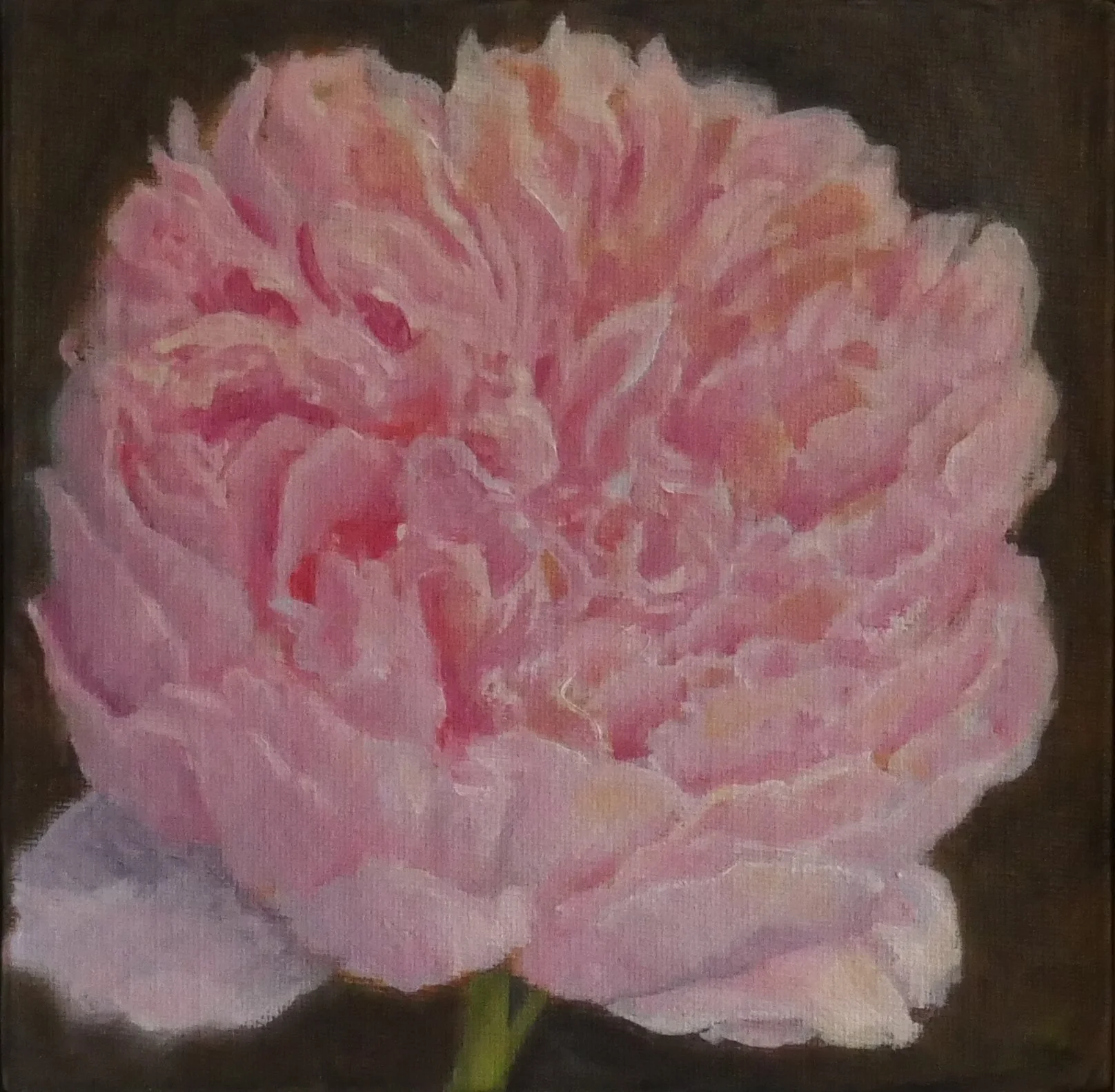 Rosy  6x6" Oil on Canvas Board  Framed Available at The Old Schoolhouse Art Centre, Qualicum Beach