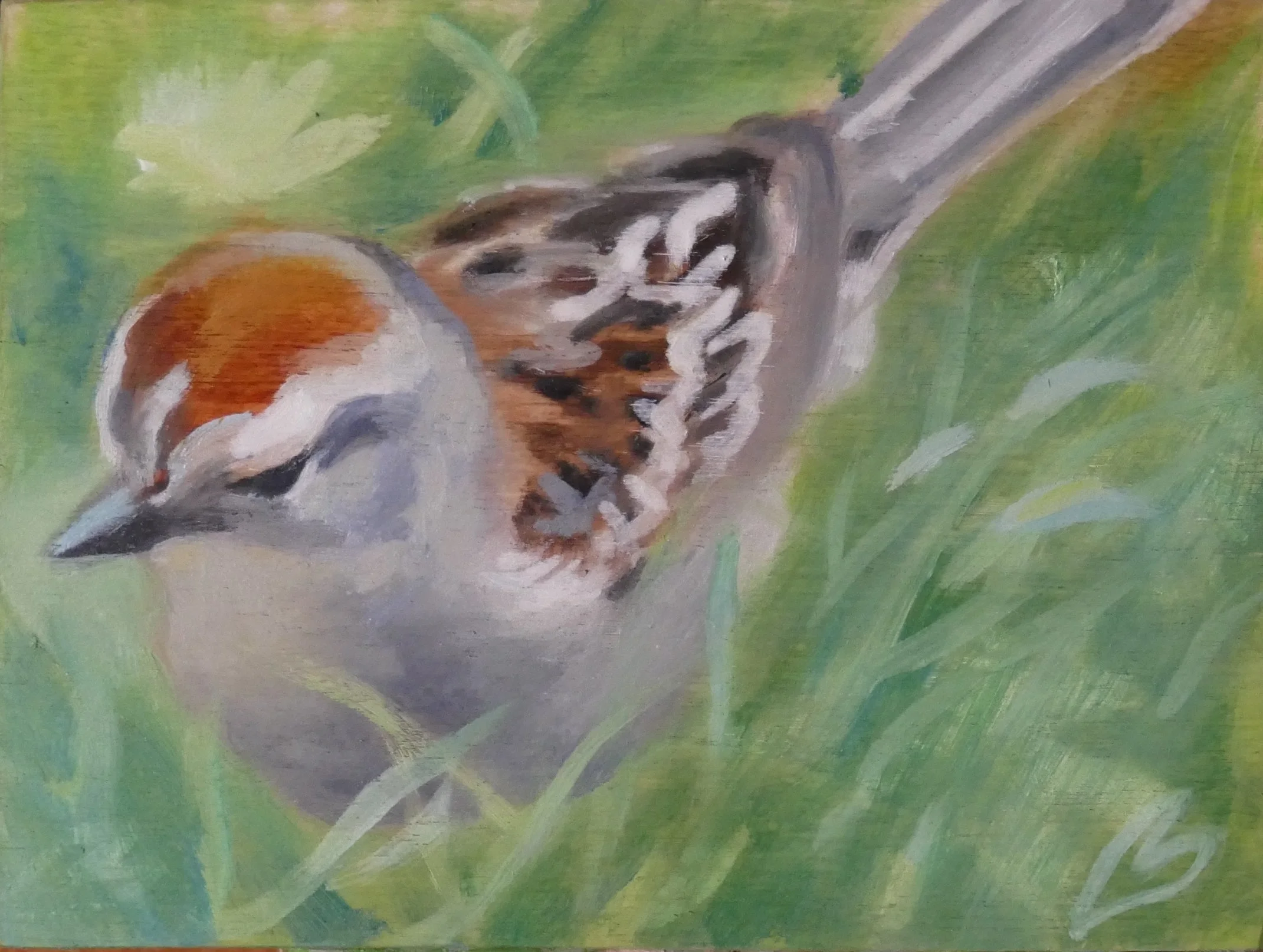 Chipping Sparrow.JPG