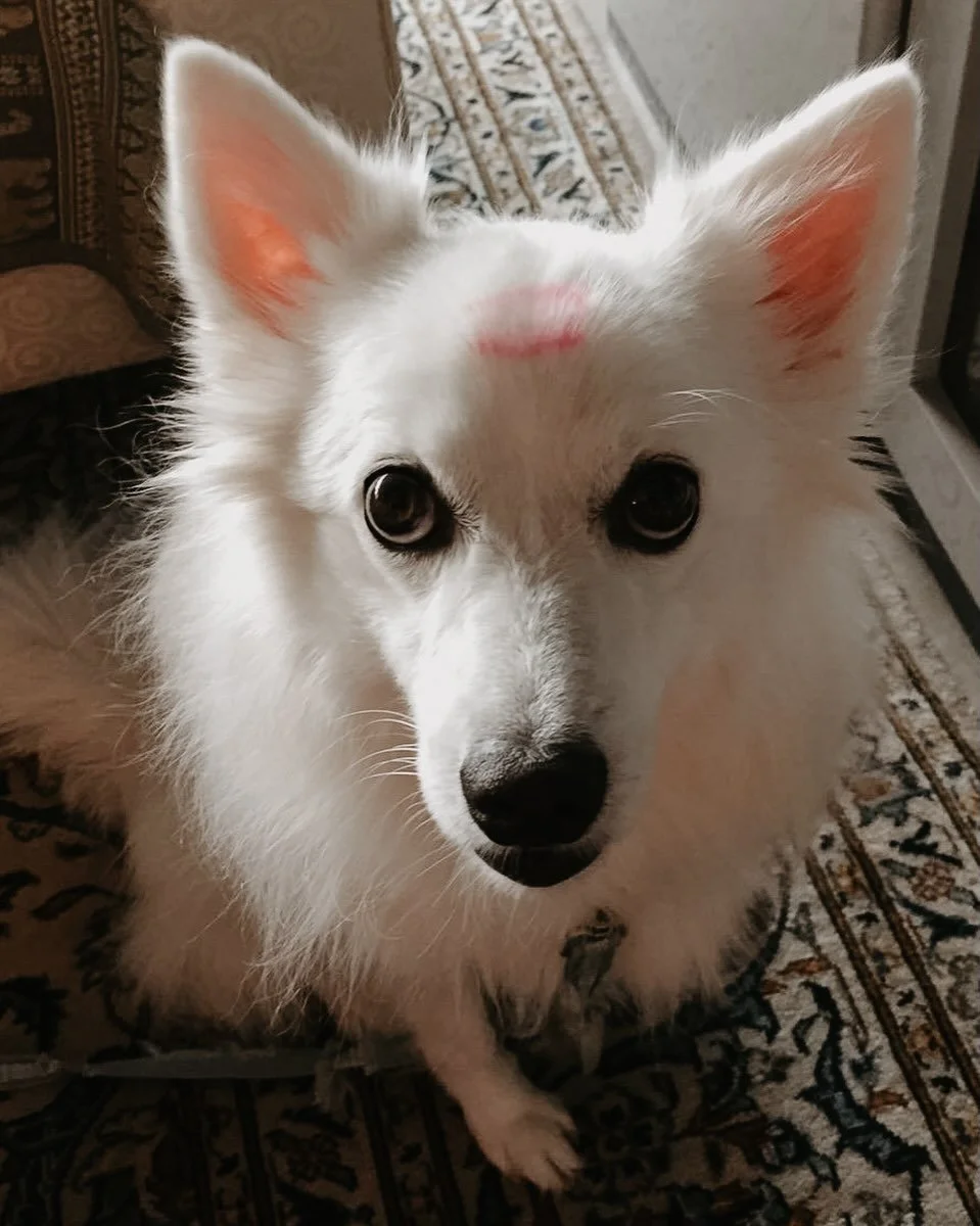 we lost hachiko a month ago today. he was with us from when he was eight weeks old to fourteen &amp; a half years, over half of my life. 

hachii was loud &amp; joyful &amp; dramatic &amp; meddlesome &amp; naughty &amp; faithful. he loved appalam &am