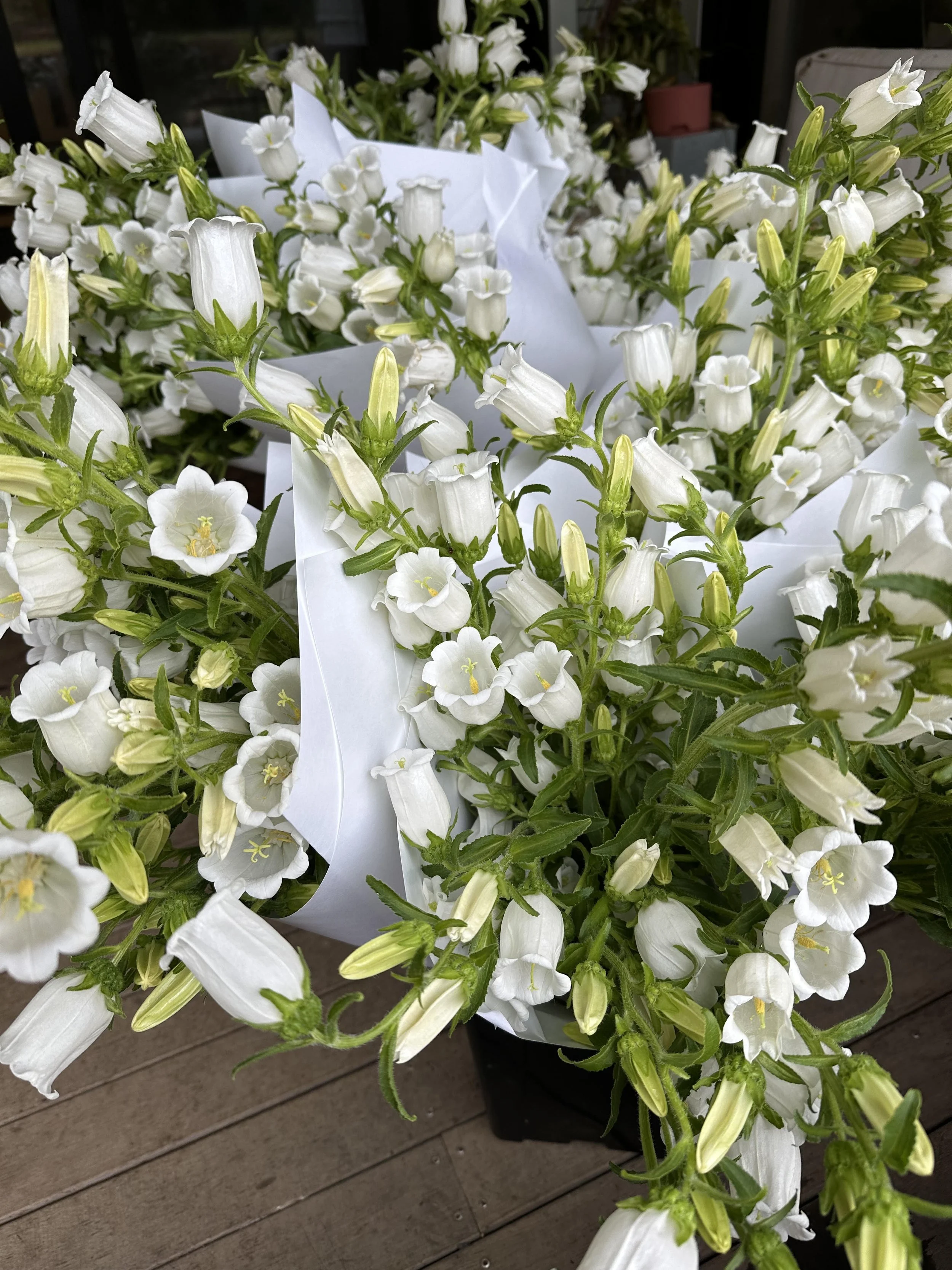 White Bells.jpg