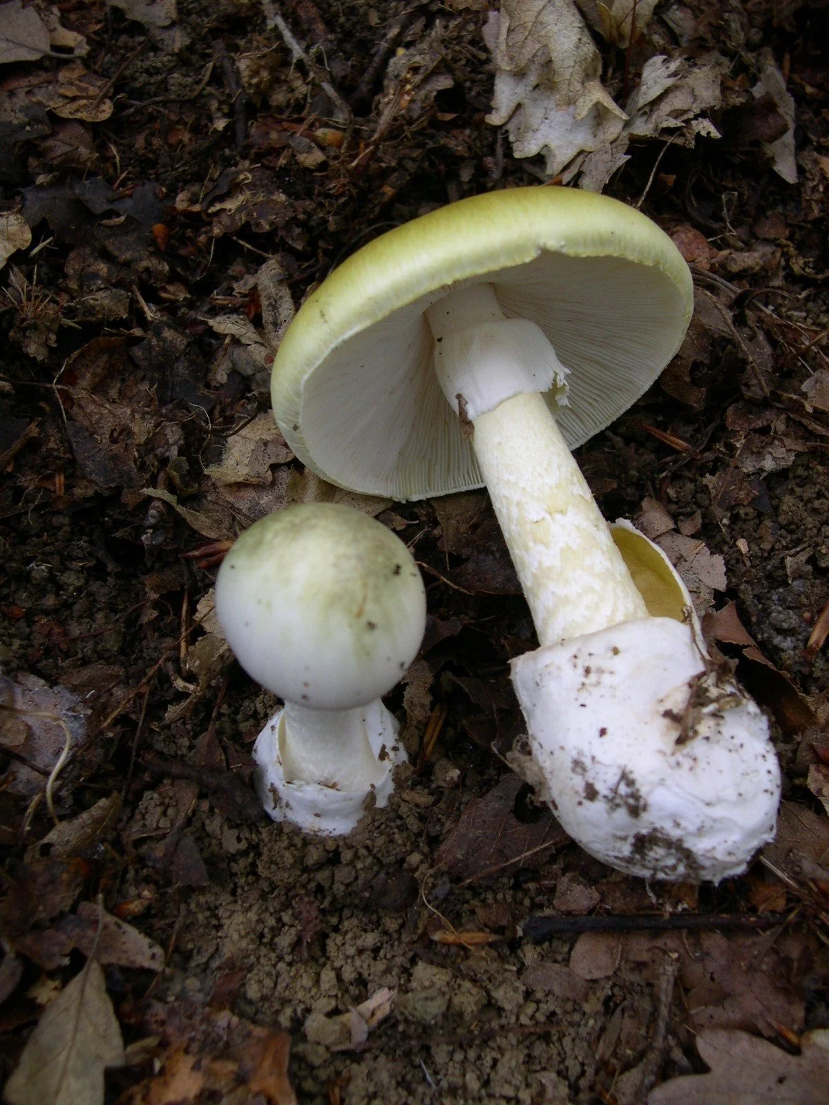 Death cap mushroom murder