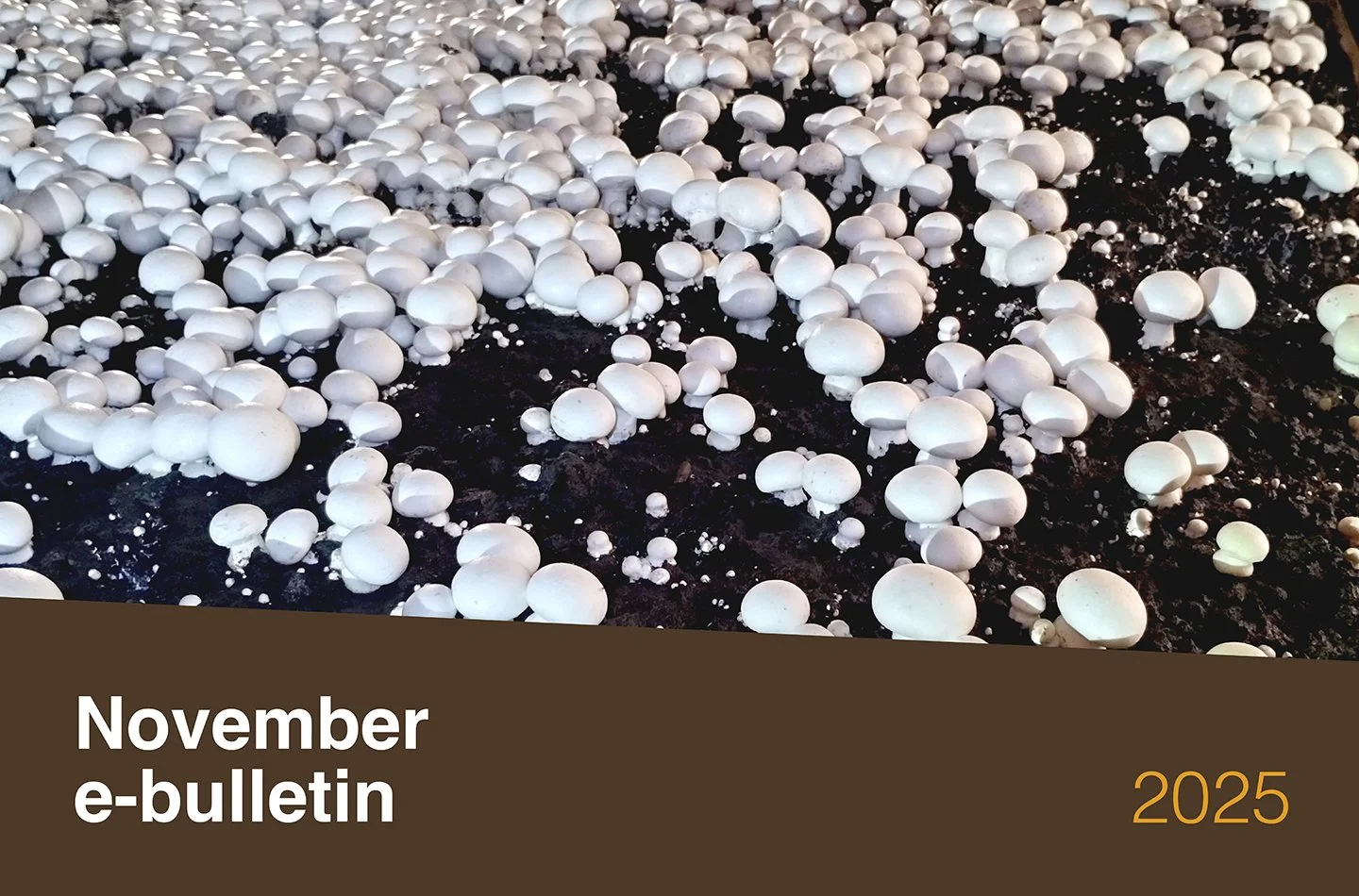 MushroomLink Bulletin November 2025
