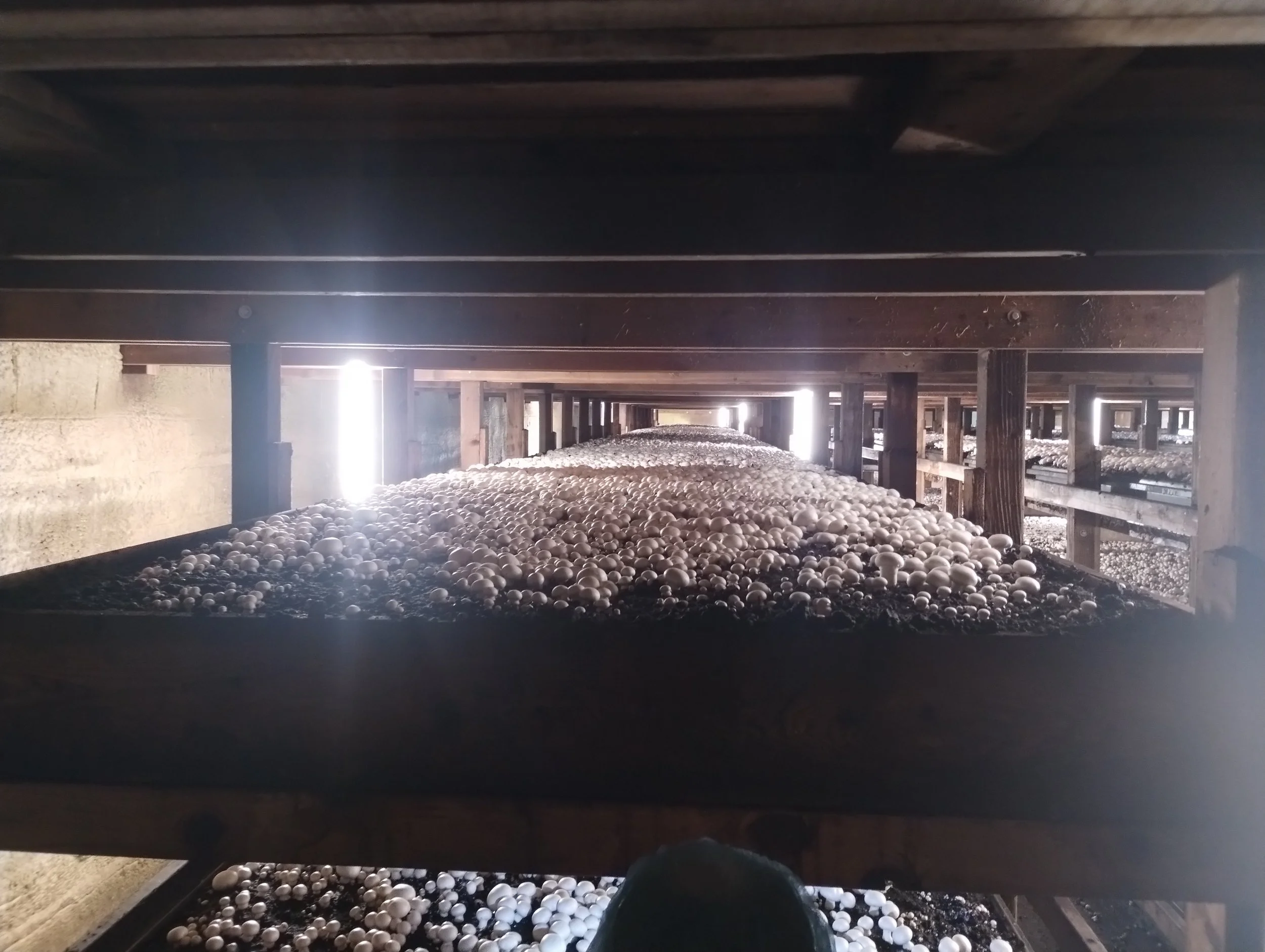 Inside Kennett Square, Pennsylvania