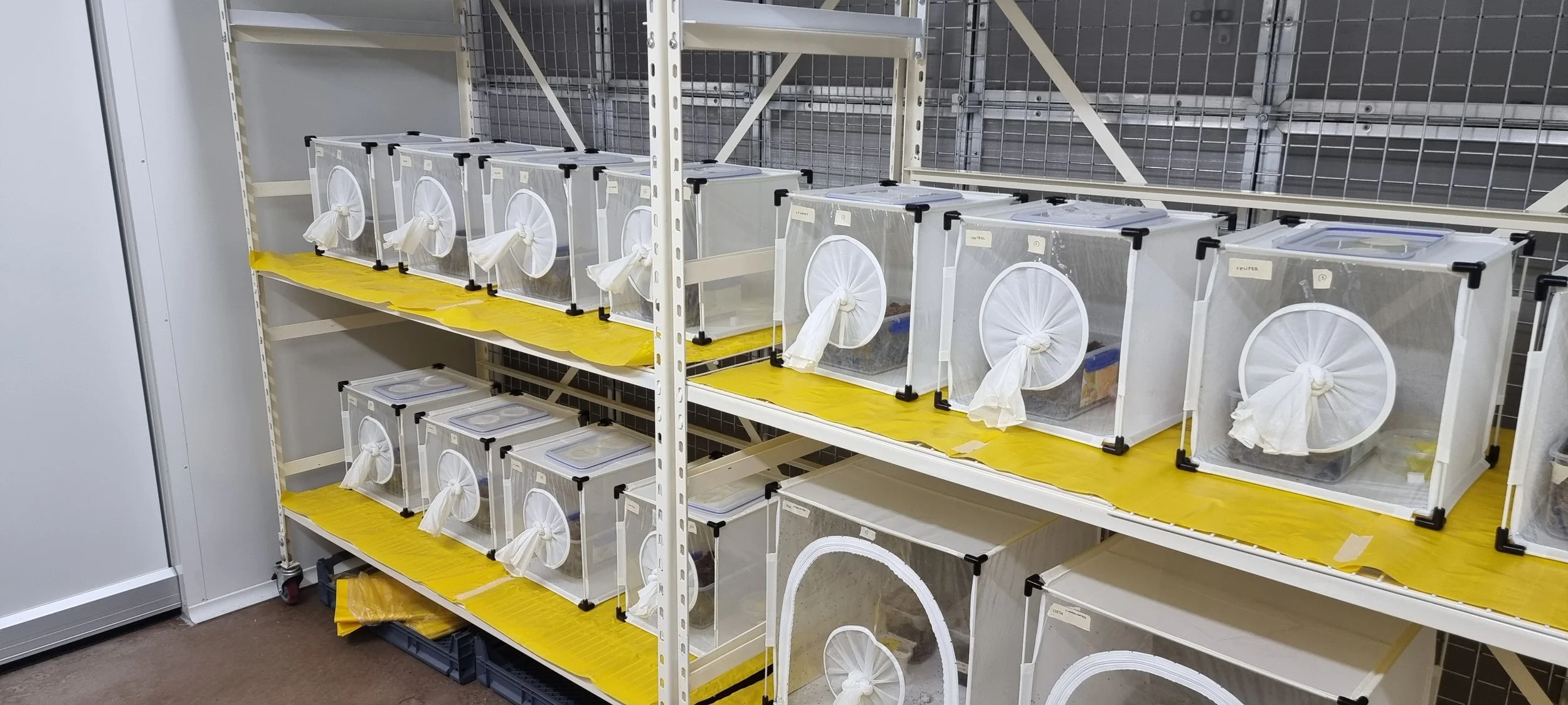 Beneficial entomopathogenic nematodes&nbsp;