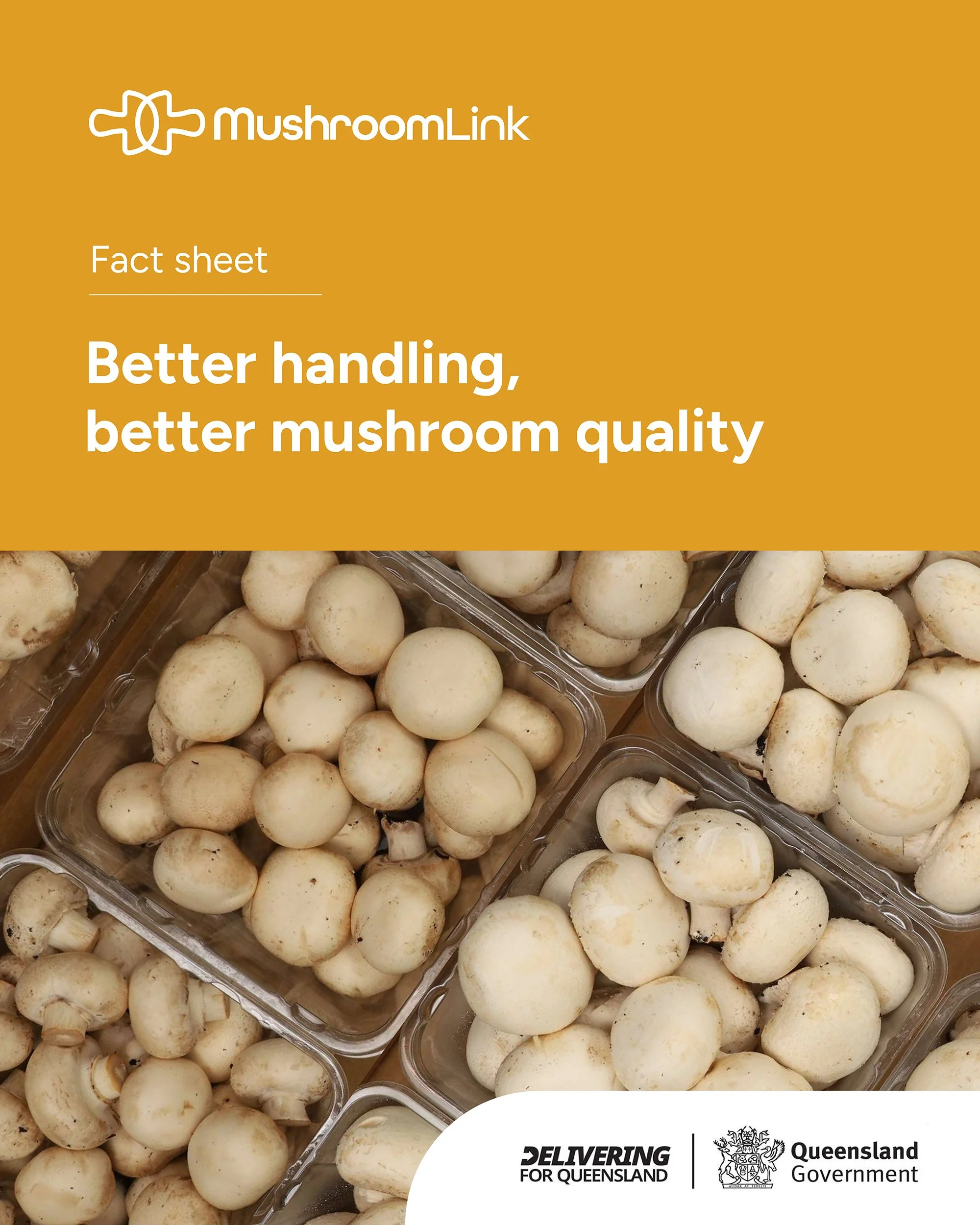 New factsheet: Reducing quality loss after harvest