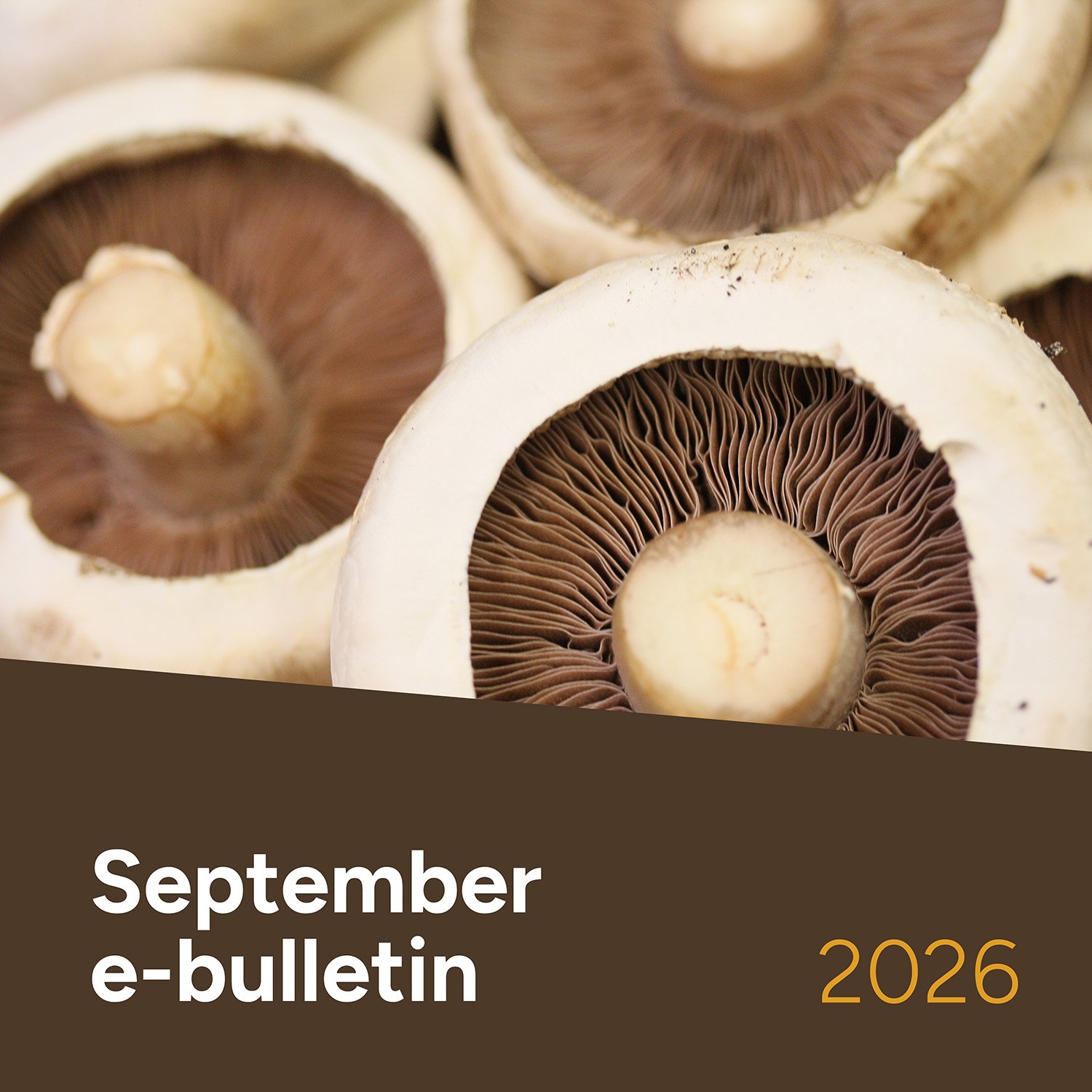 MushroomLink Bulletin September
