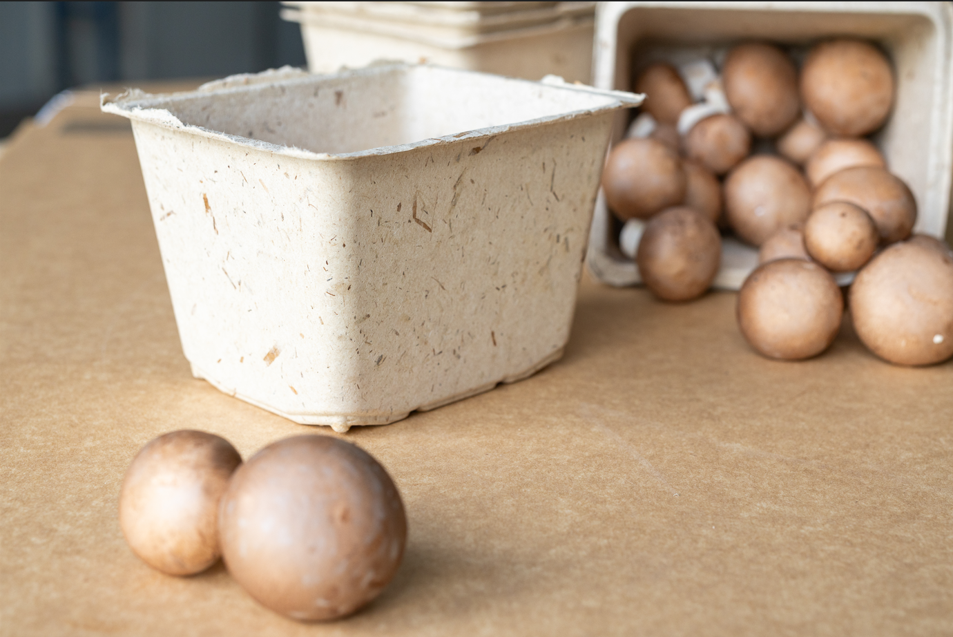 Mushroom packaging from compost 