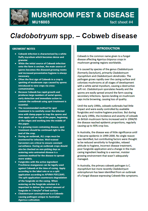 Cladobotryum spp. – Cobweb disease — MushroomLink