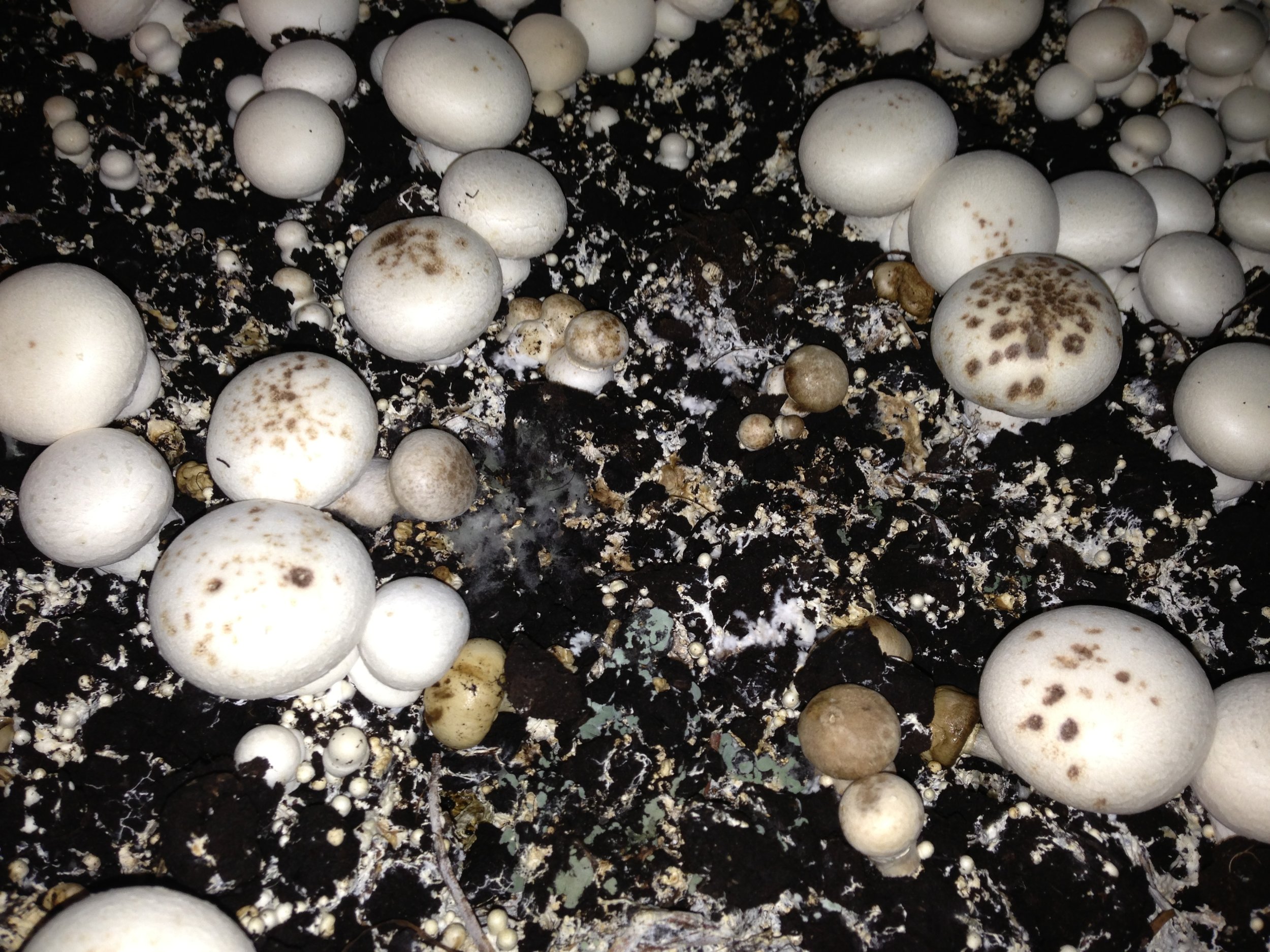 Trichoderma Cap Spotting