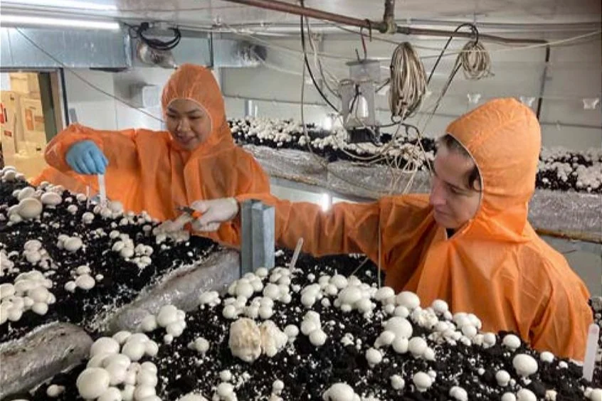 Worker inside controlled mushroom cultivation facility