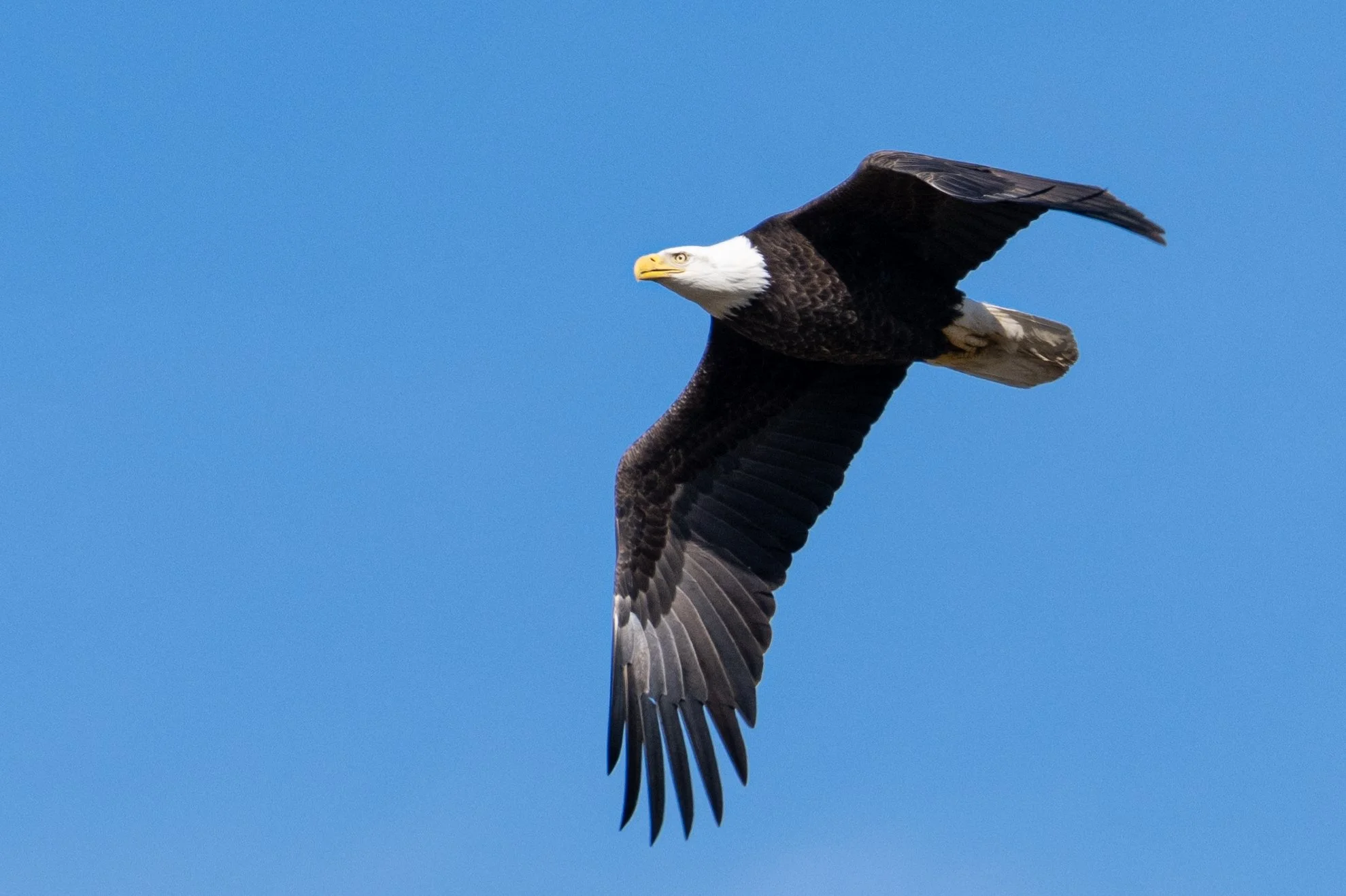 Soar. Gallatin TN USA