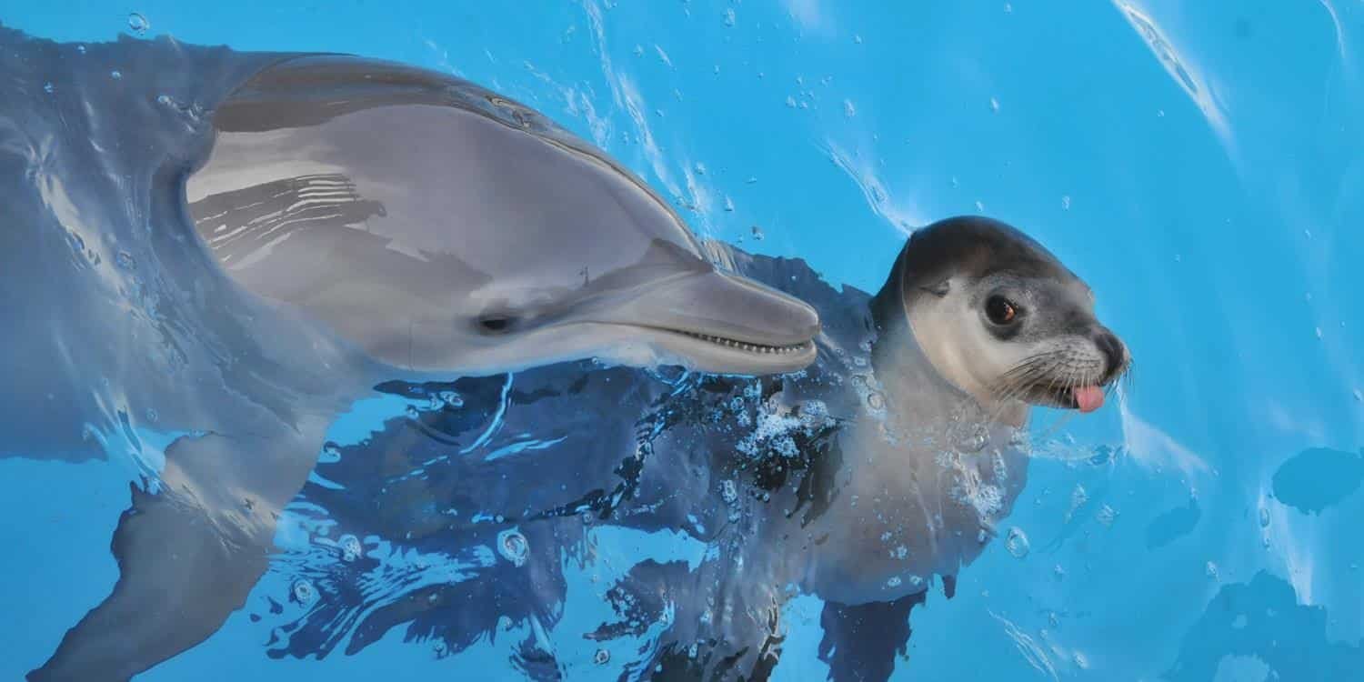 Dolphin Marine Park.jpeg