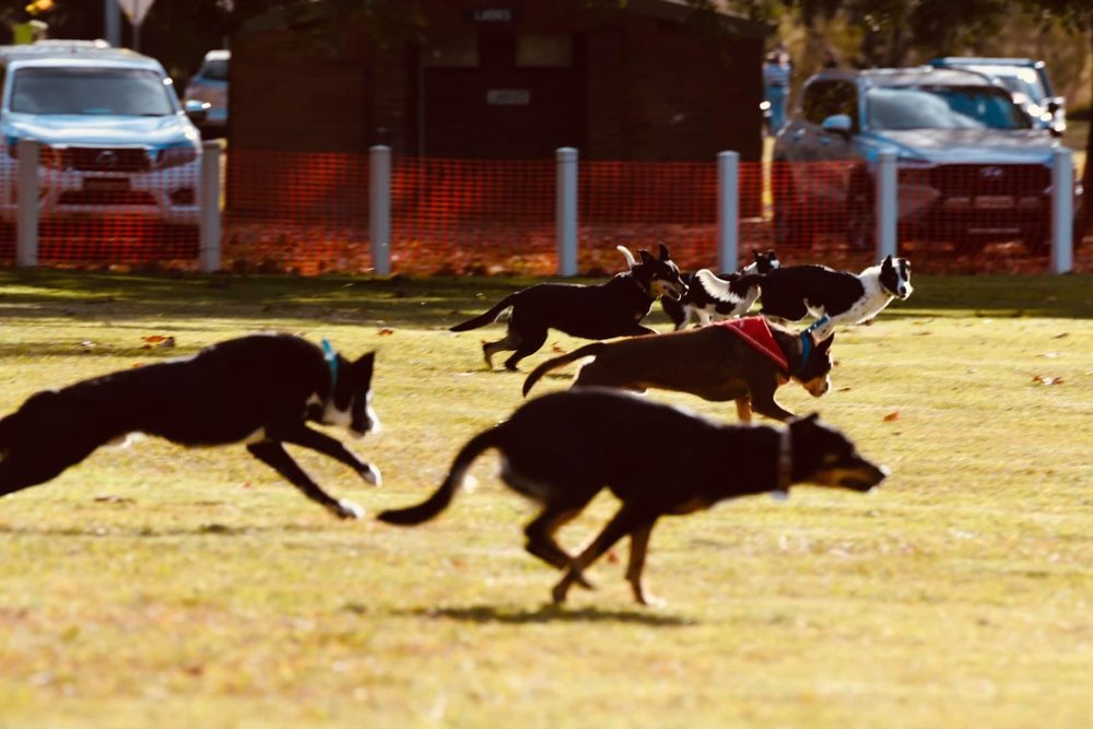 Nundle Dog Racing, Nundle NSW.JPG