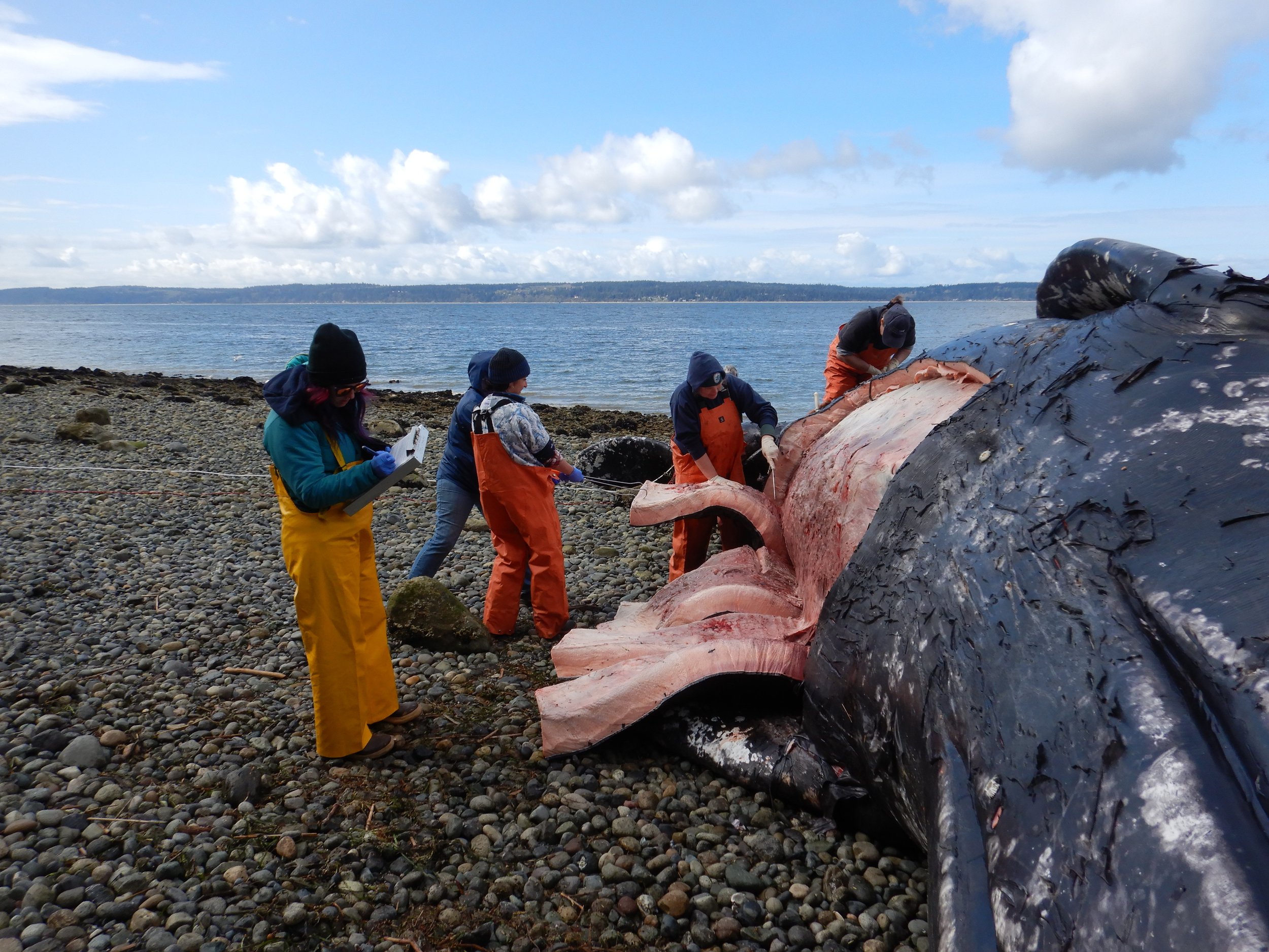 Malnutrition, ship strikes likely cause of spate of whale strandings