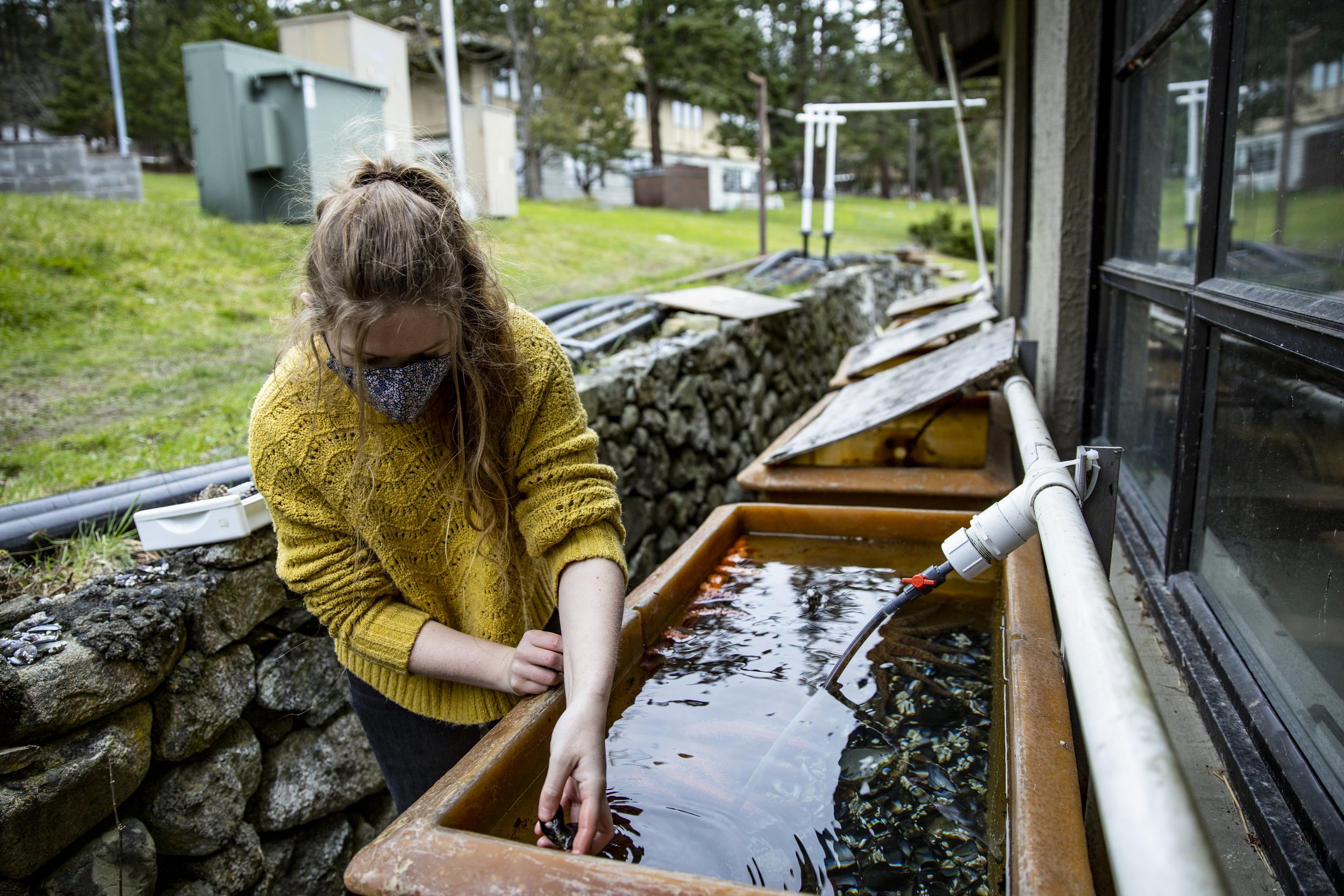   Research assistant Fleur Anteau feeds mussels to hungry adult sunflower sea stars, which are the breeding colony in a new captive rearing program at UW Friday Harbor Laboratories. The sunflower sea star captive breeding program is a partnership bet