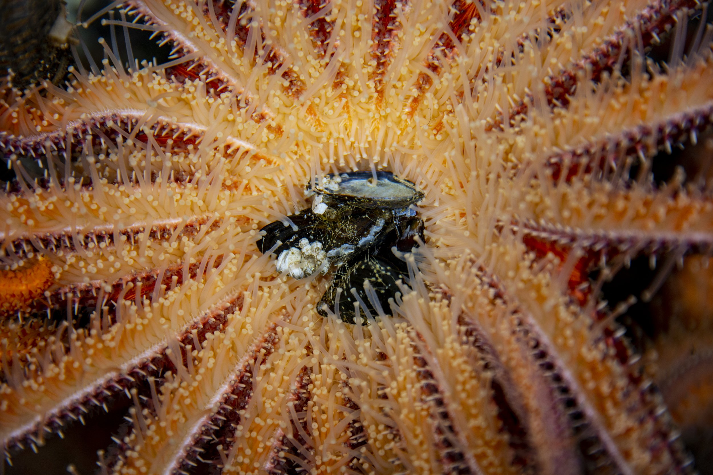   The underside of an adult sunflower sea star feeding on mussels at UW Friday Harbor Laboratories. The sunflower sea star captive breeding program is a partnership between University of Washington and The Nature Conservancy. // Dennis Wise - Univers