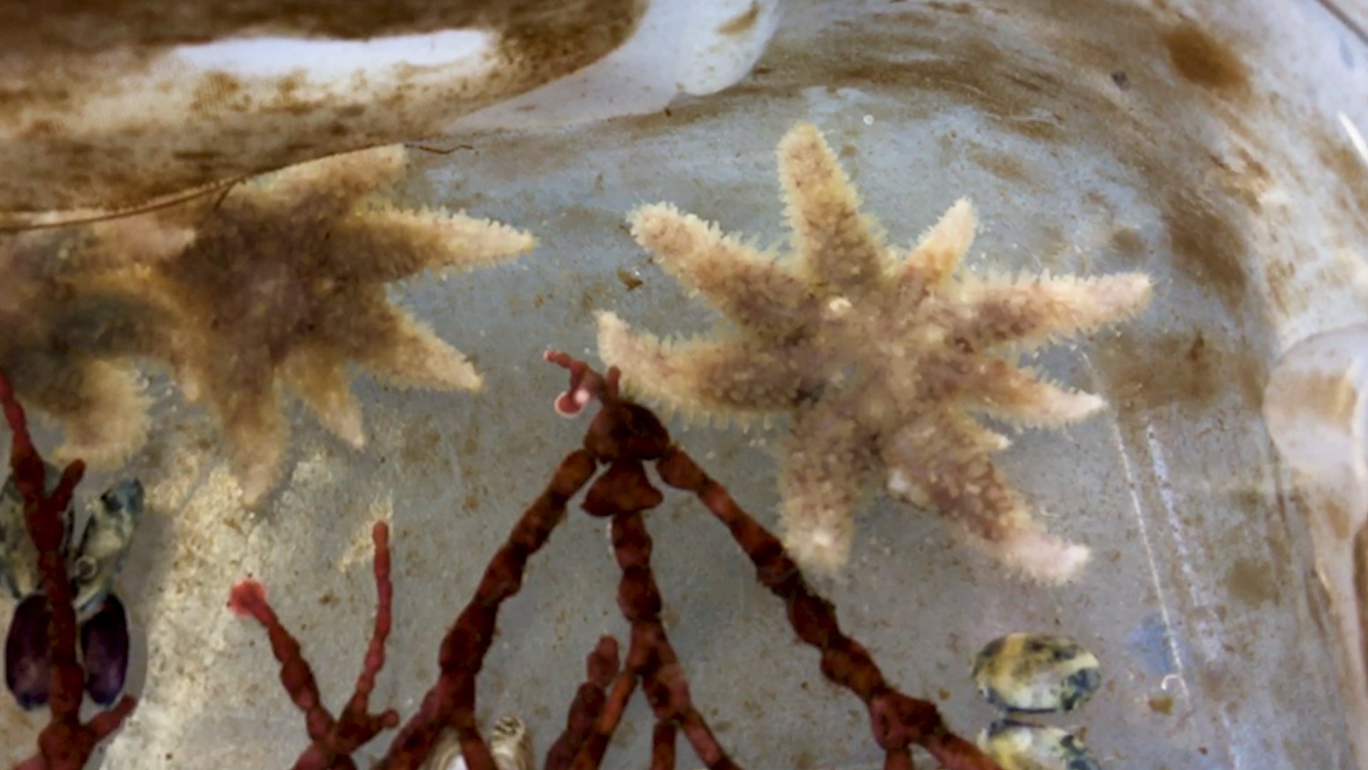   Juvenile sunflower sea stars on the bottom and along the side of a container in the lab. These roughly one-year-old sea stars were the first group to be born in captivity at UW Friday Harbor Laboratories. As these juveniles grow, they will acquire 