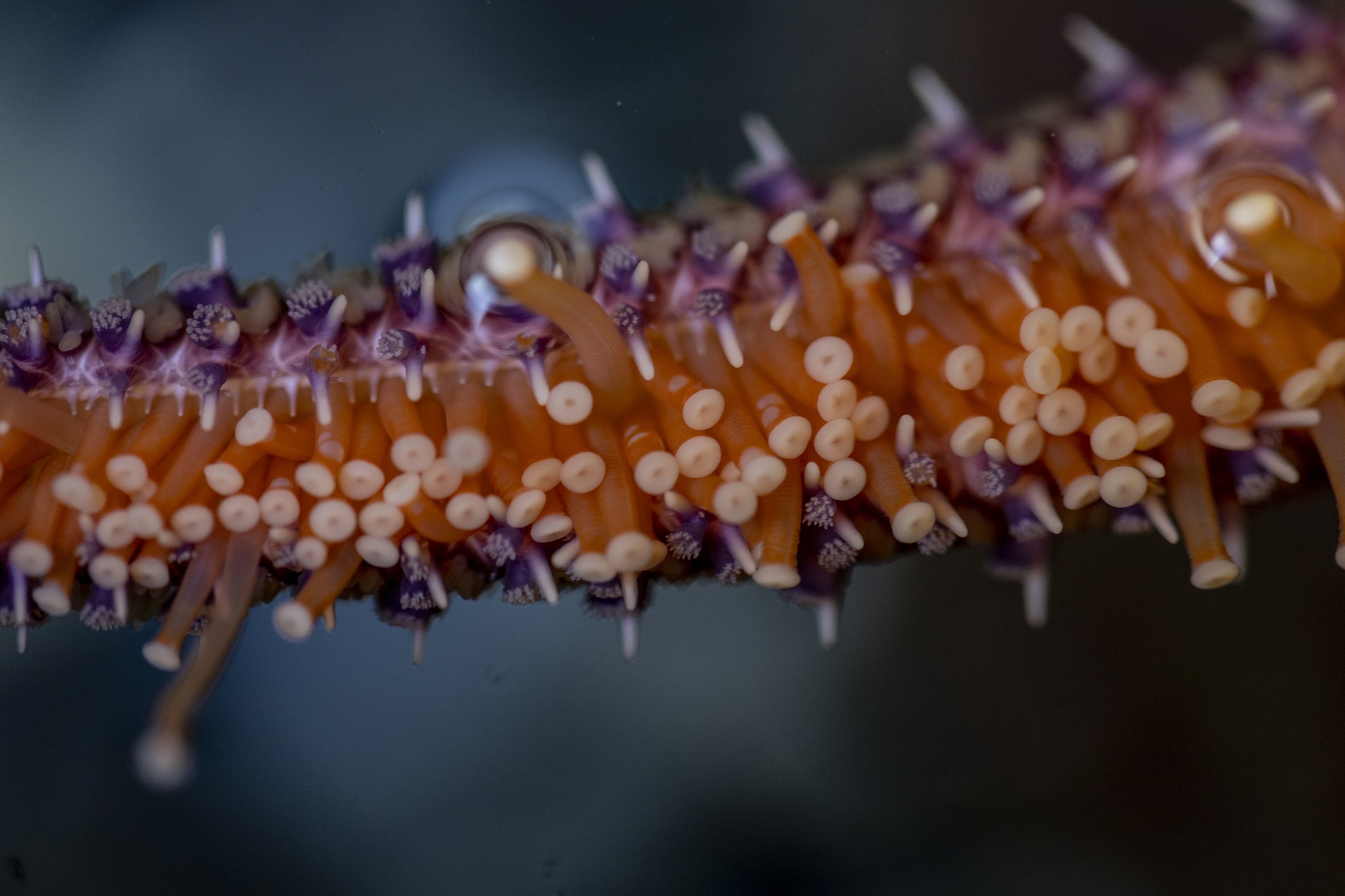   An arm of an adult sunflower sea star, with its numerous, orange and white tube feet that it uses for walking, breathing and sensing. The species has been largely decimated along the West Coast because of a sea star wasting disease. The sunflower s
