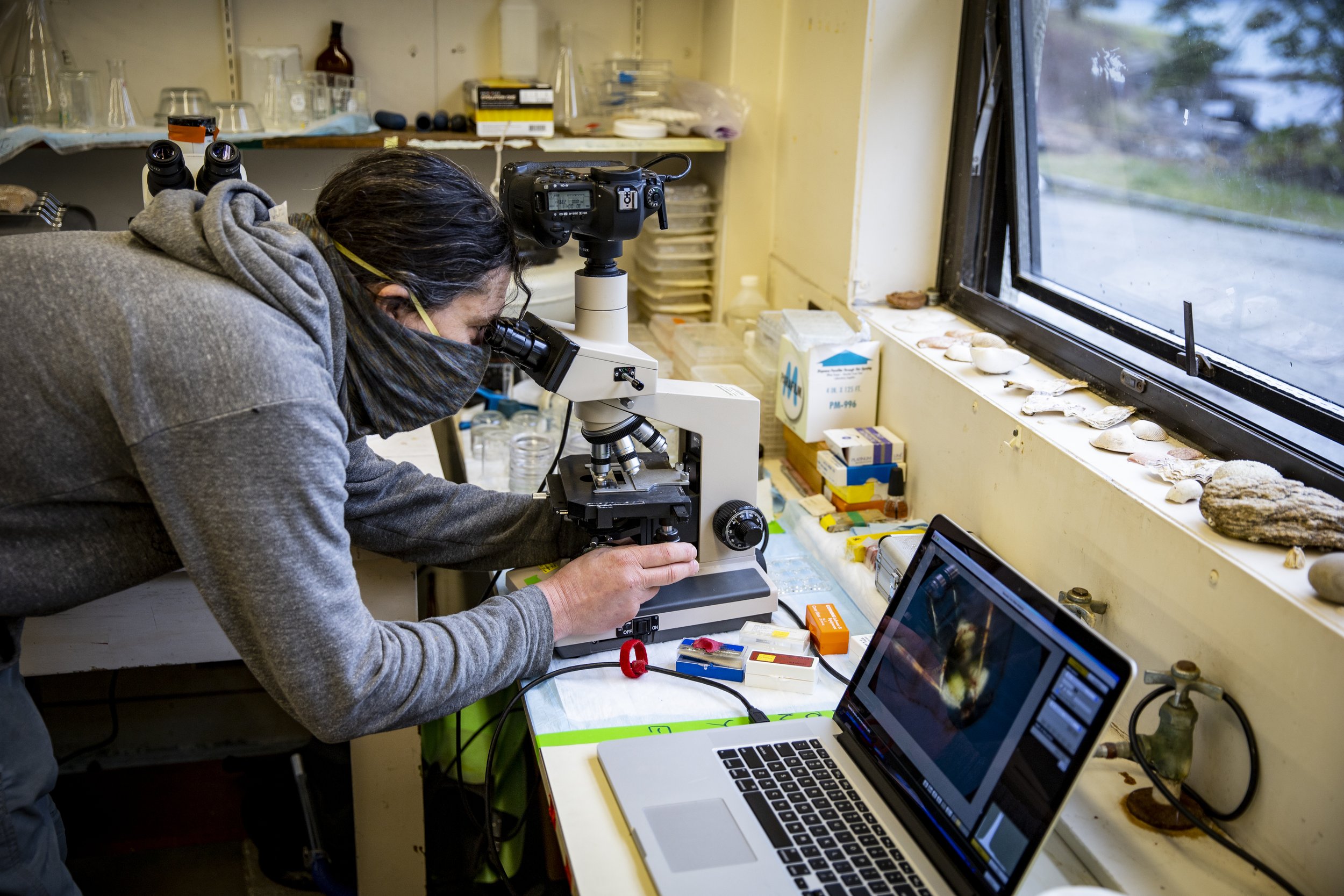   Jason Hodin, research scientist at UW Friday Harbor Laboratories, examines larvae under a microscope in the sea star captive rearing lab. The sunflower sea star captive breeding program is a partnership between University of Washington and The Natu