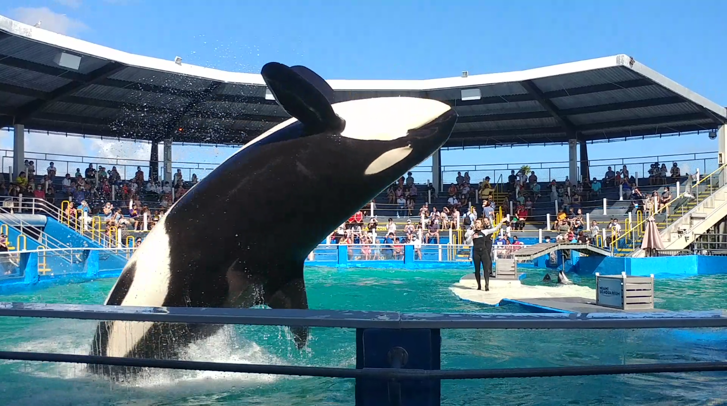    Sk'aliCh'elh-tenaut breaching in her tank during a performance at Miami Seaquarium. Her tank was the smallest orca tank in the United States, and this photo highlights just how small her tank was compared to her body. // Photo by Rachael Andersen,