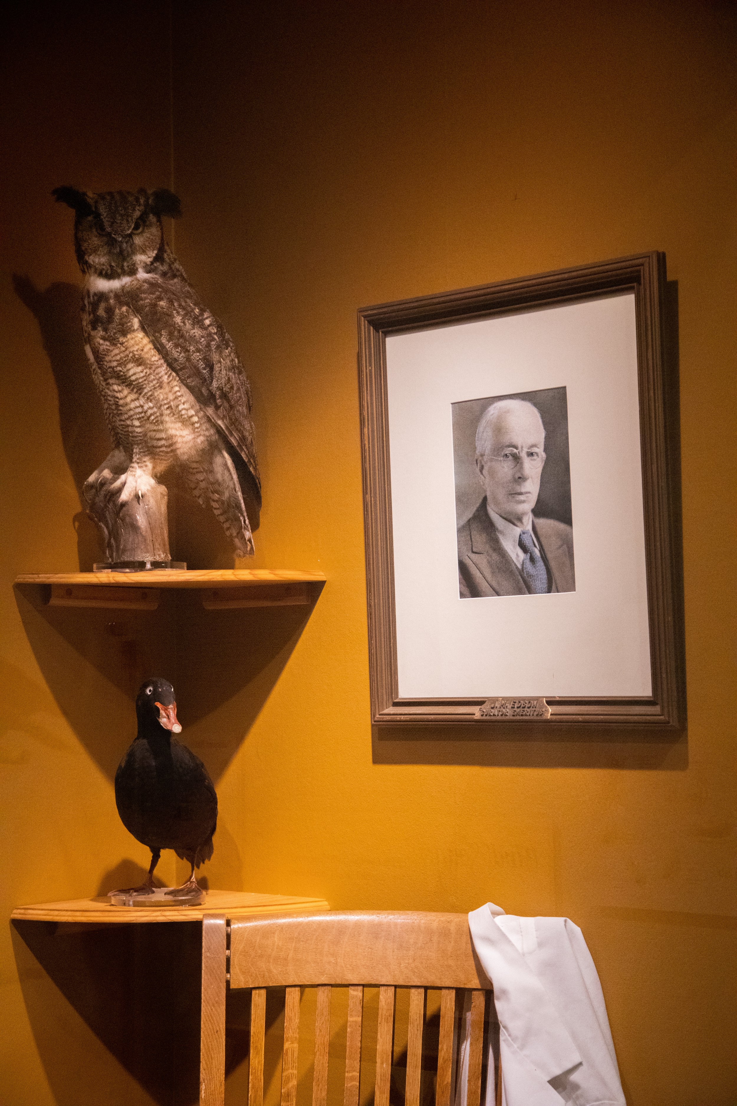  A portrait of John Edson, ornithologist and one of the collectors of the John Edson Hall of Birds exhibit at Whatcom Museum, pictured with a great horned owl and a scoter. // Photo by Emily Davis 