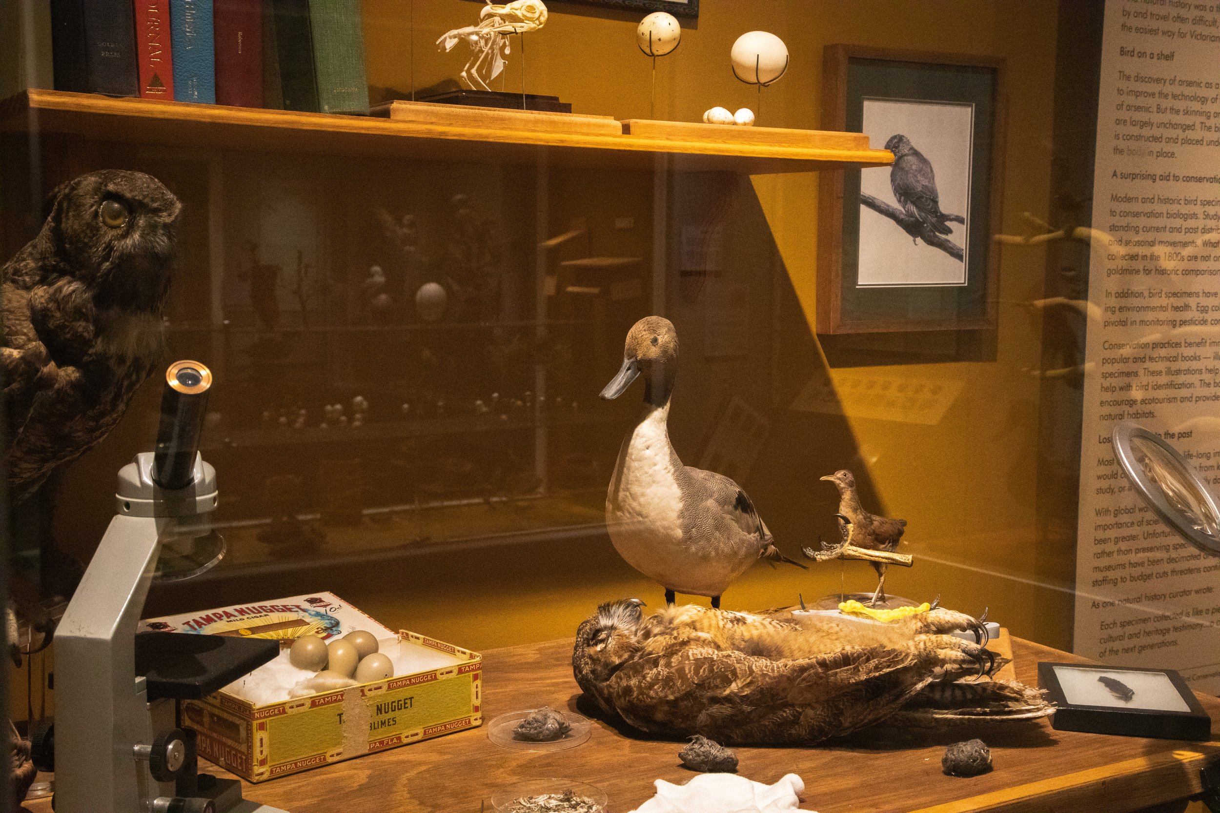  A recreation of John Edson’s workspace staged to examine owl pellets among other bird specimens at the John Edson Hall of Birds exhibit at Whatcom Museum. This display shows the scientific use of taxidermied specimens. // Photo by Emily Davis 