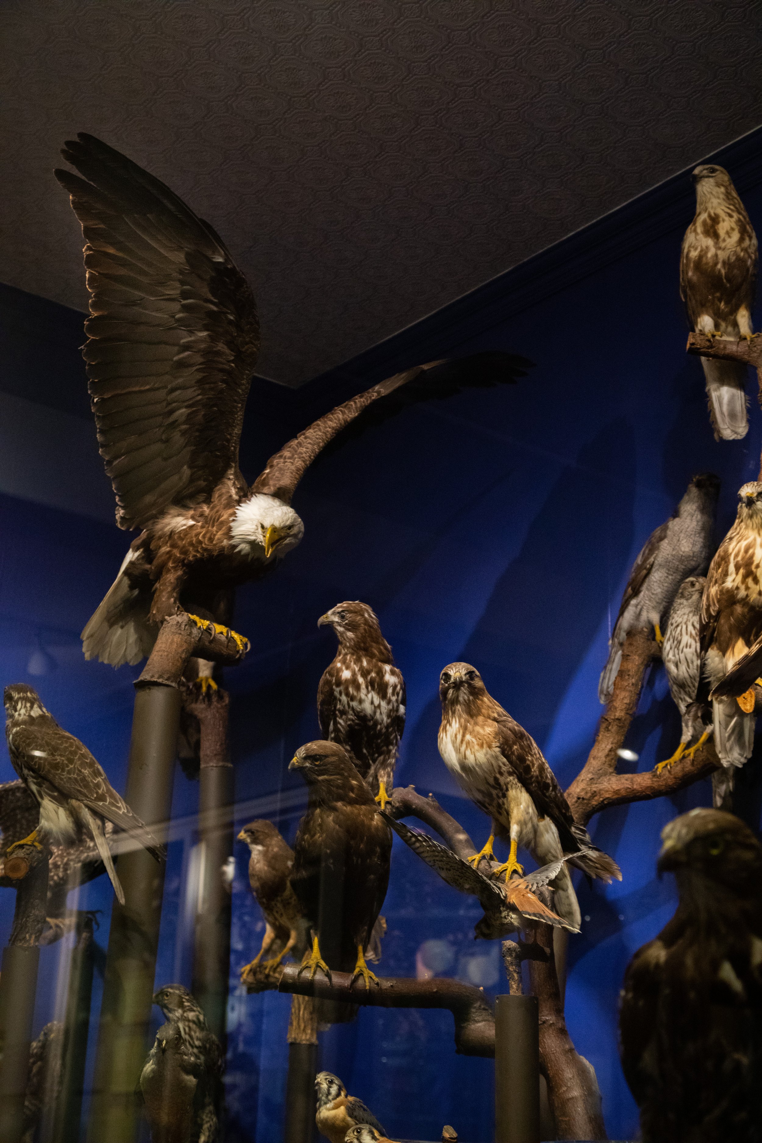  The Birds of Prey display at the John Edson Hall of Birds exhibit at Whatcom Museum. // Photo by Emily Davis 