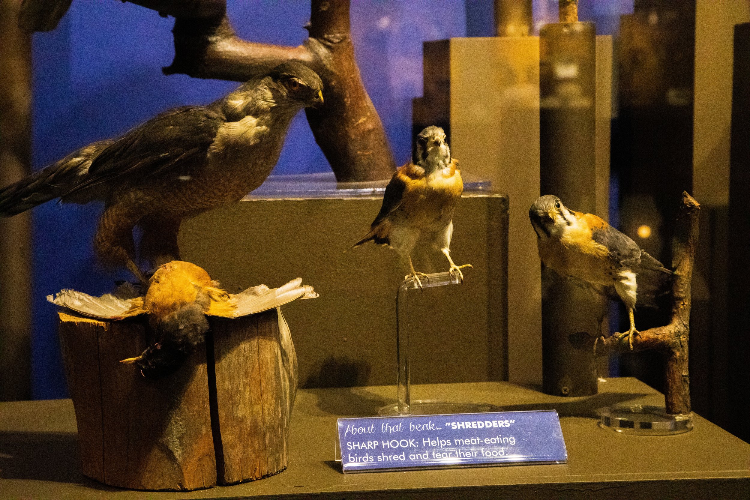  A display of a hunter versus prey with two other birds positioned next to it in the John Edson Hall of Birds exhibit at Whatcom Museum. This display's purpose is to show the relationship between these birds and how the prey would be eaten. // Photo 
