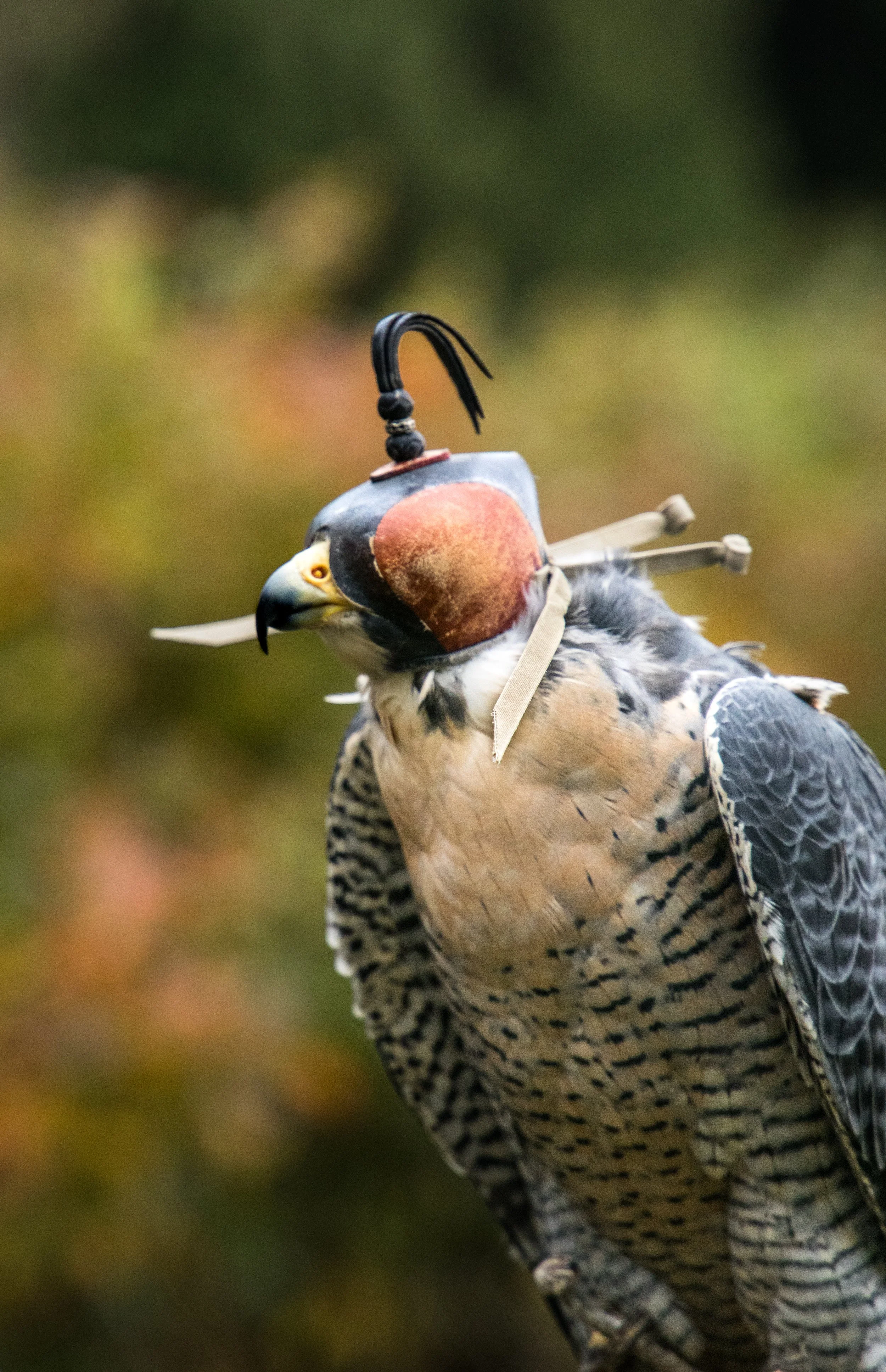 Is Falconry Feasible?