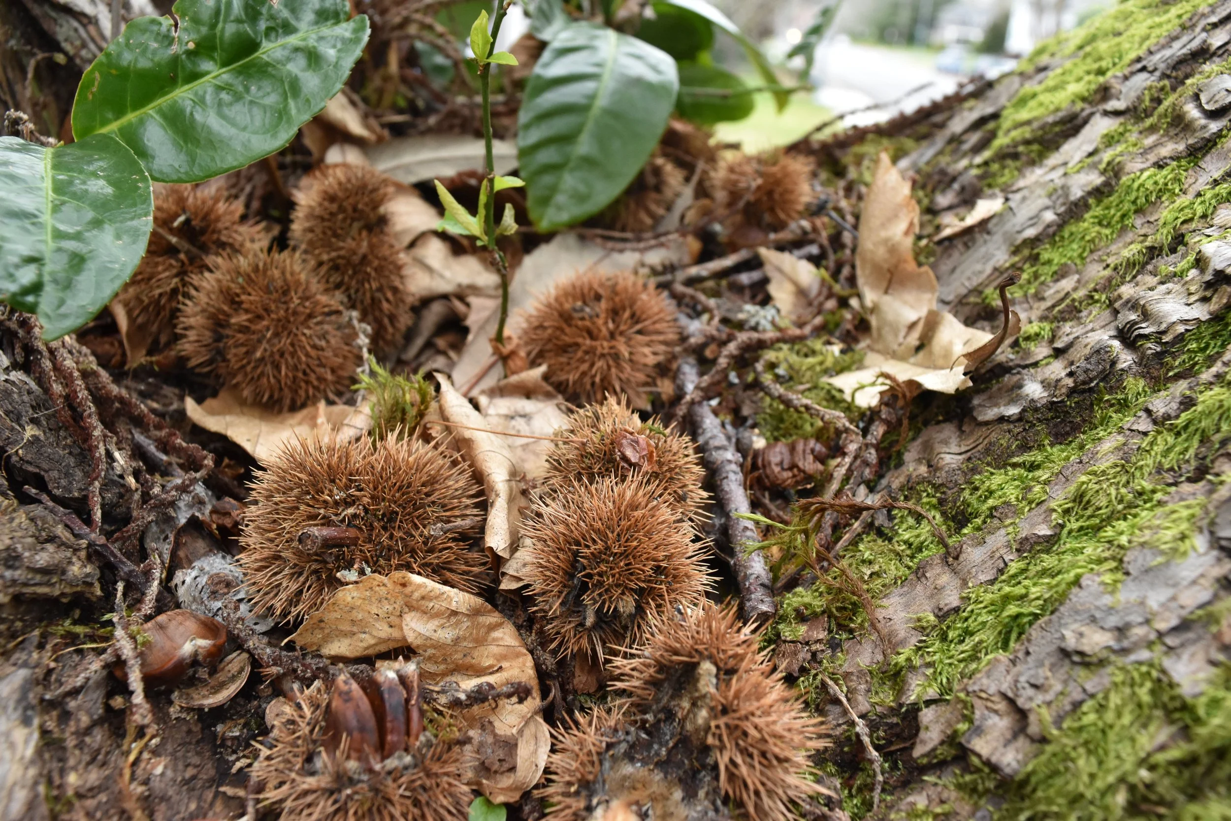 Sprucing Up the City