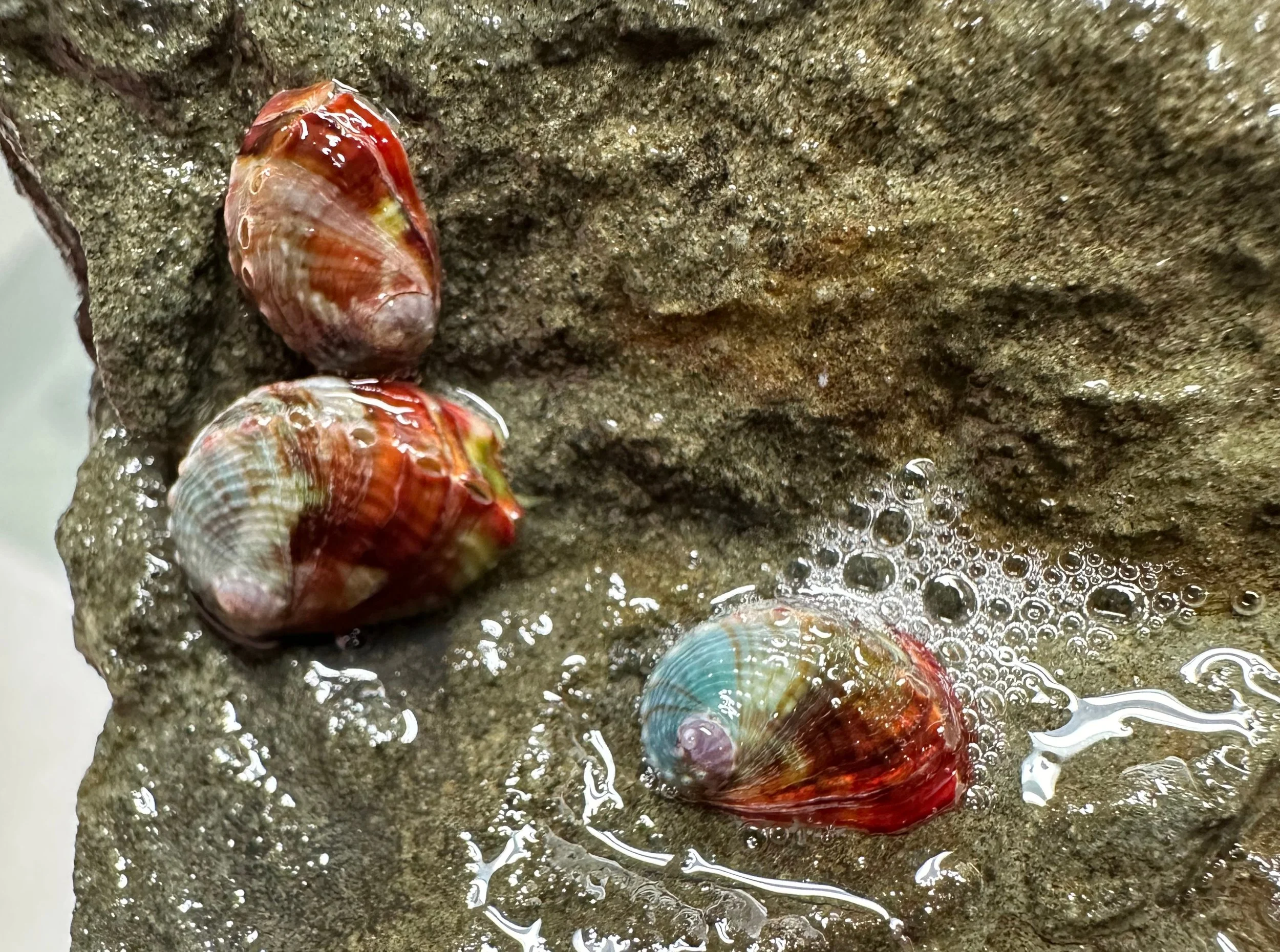 Pitching In for Pintos