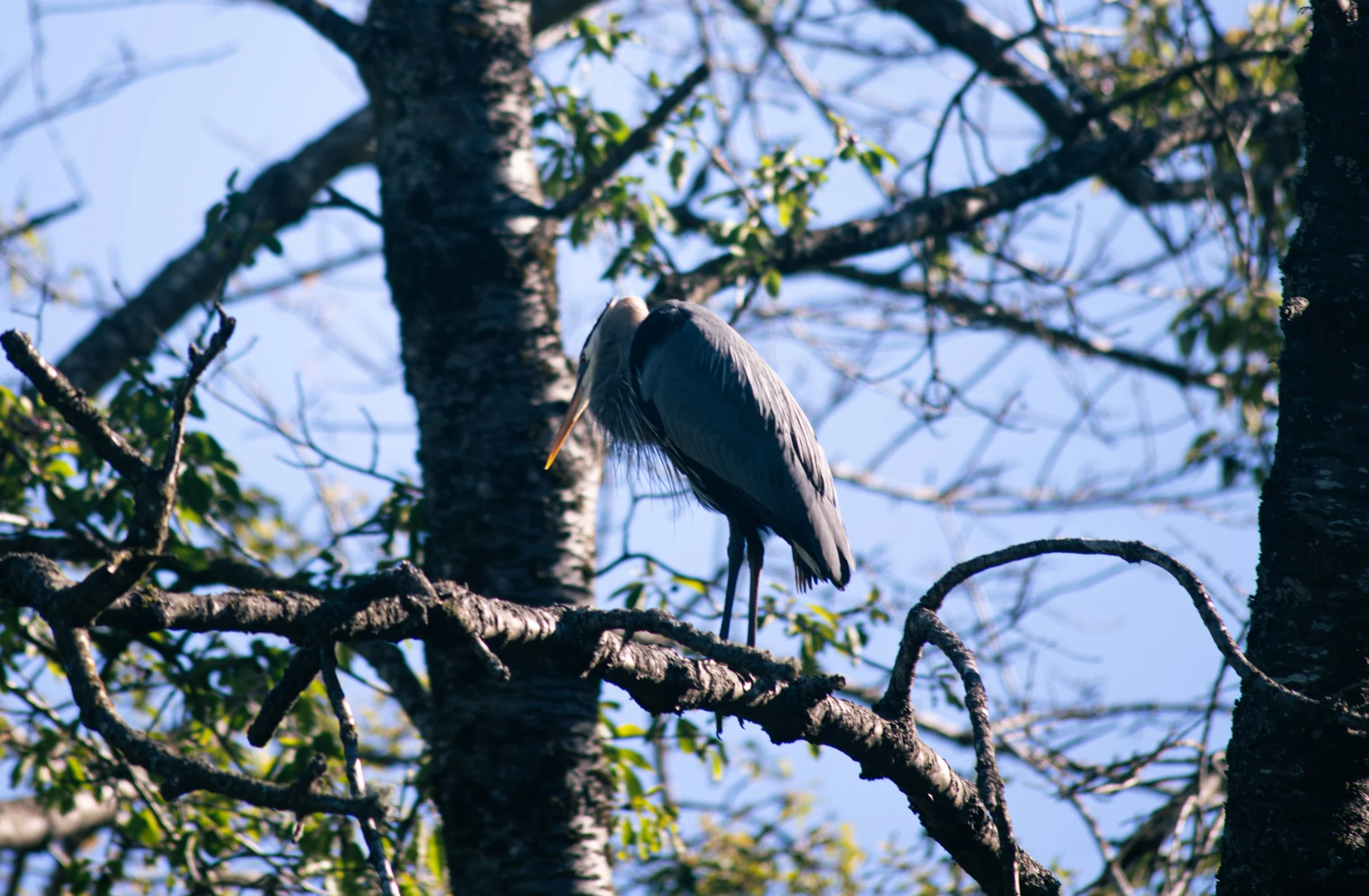  A New Home for Nesting Herons 