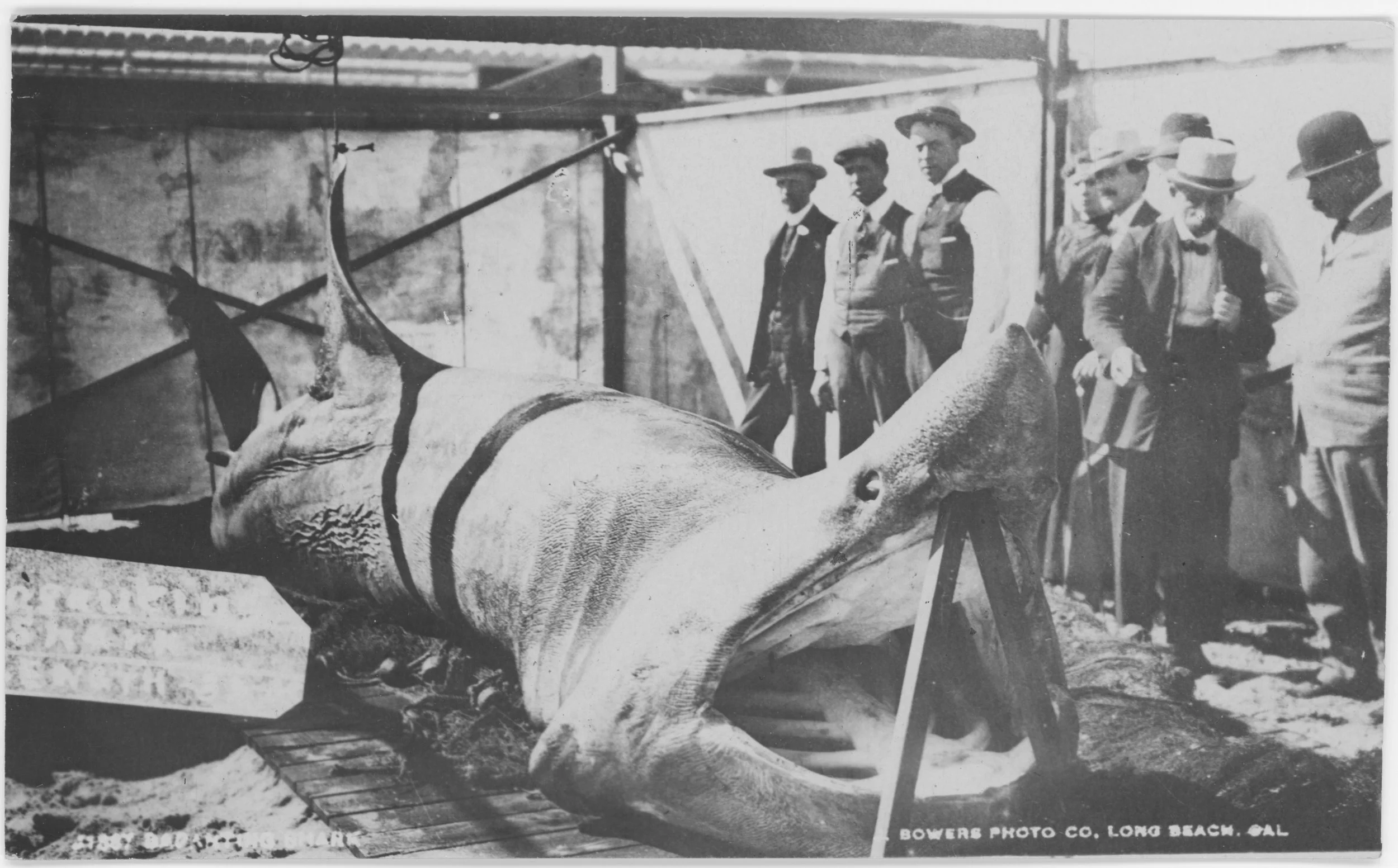 The Lost Giant of the Salish Sea