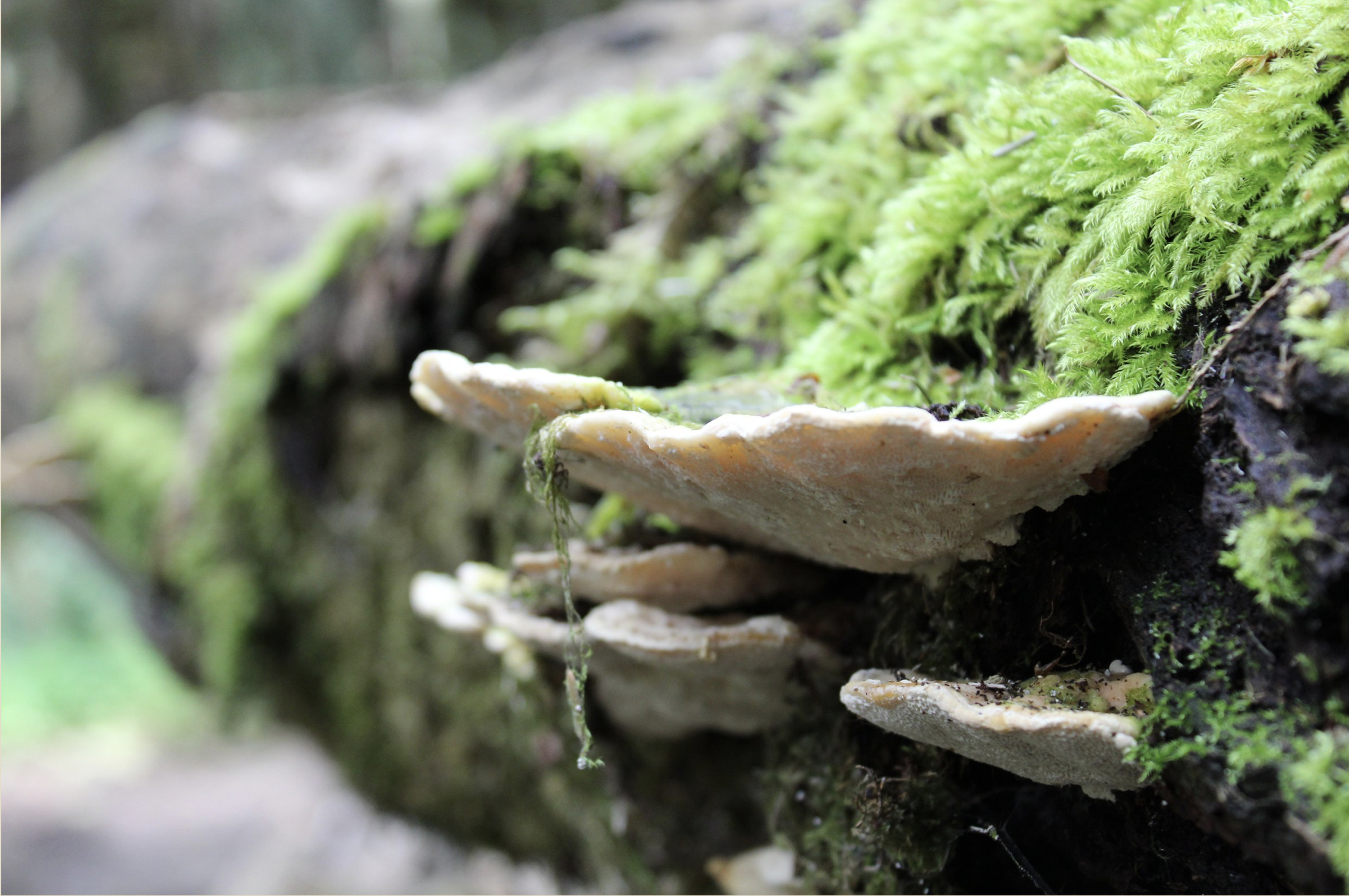 Shelf mushrooms grow on a log at Lake Padden. // Sof Dubois