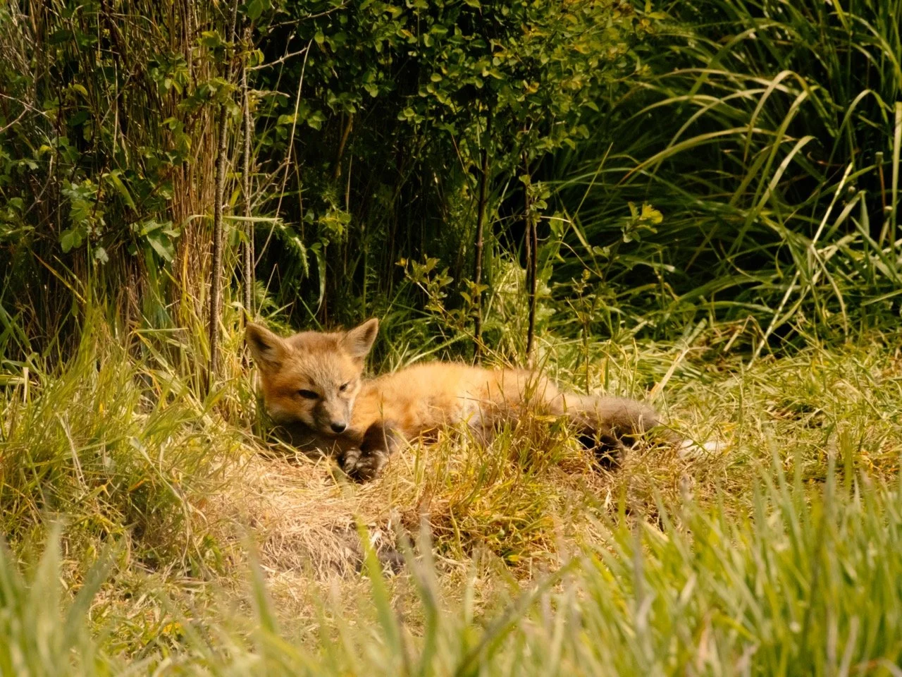 Fox Reed Red Foxes Native Habitat