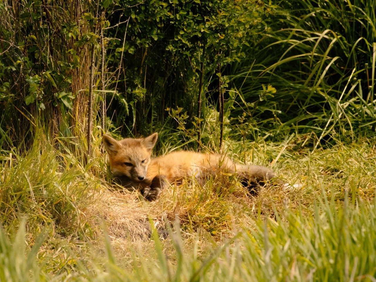 Red Foxes Native Habitat