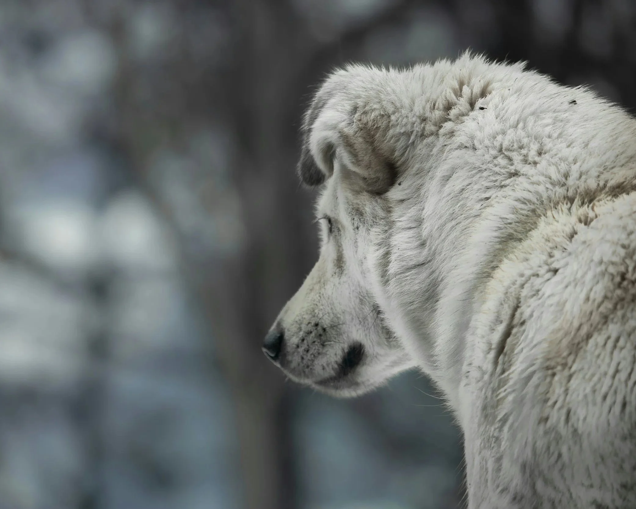 A close-up of a white wolf with its eyes closed, looking down, in a natural outdoor setting.