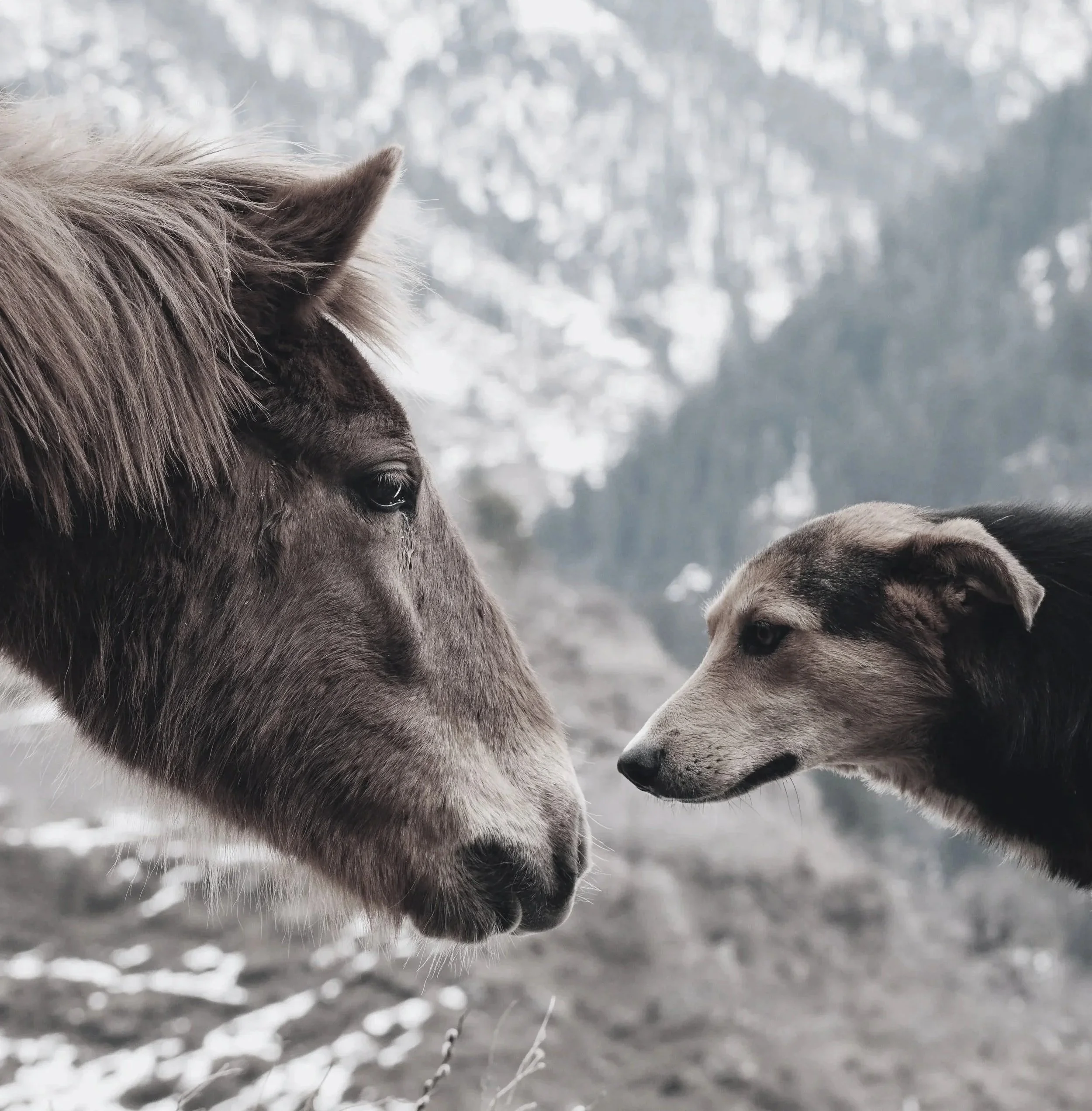 A close-up of a horse and a dog facing each other outdoors in a snowy mountainous landscape.
