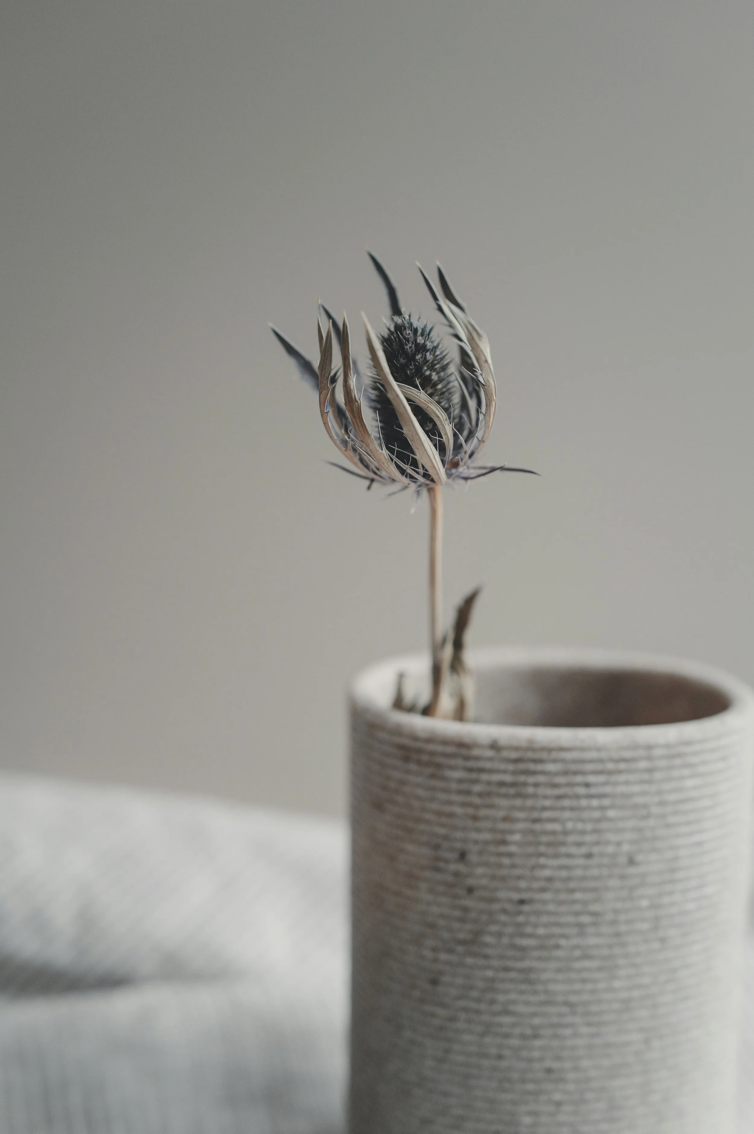 A dried thistle flower in a textured ceramic vase on a white surface, with a plain neutral background.