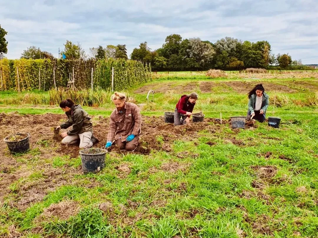 Kweekgras verwijderen. Niet de lievelingsklus, maar toch al een paar weken heel erg nodig. Kweekgras is een plant die gebruik maakt van lange ondergrondse wortels om zichzelf te verspreiden. Op elke cm wortel zit een kraagje van kleinere wortels...du