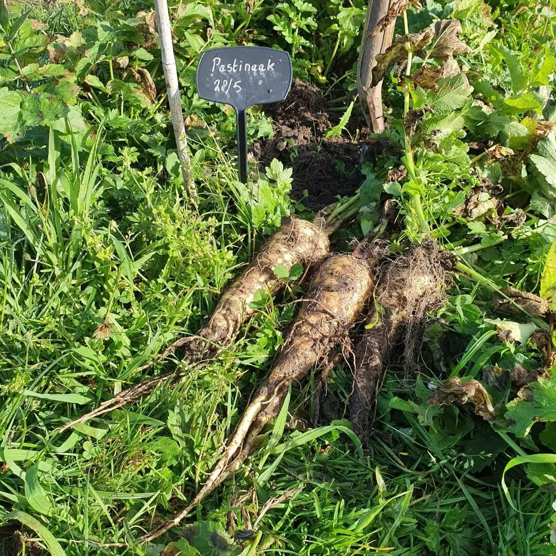 Wat is jouw favoriete pastinaak recept? #zelfoogst #groentepluktuin #pastinaak #vergetengroenten